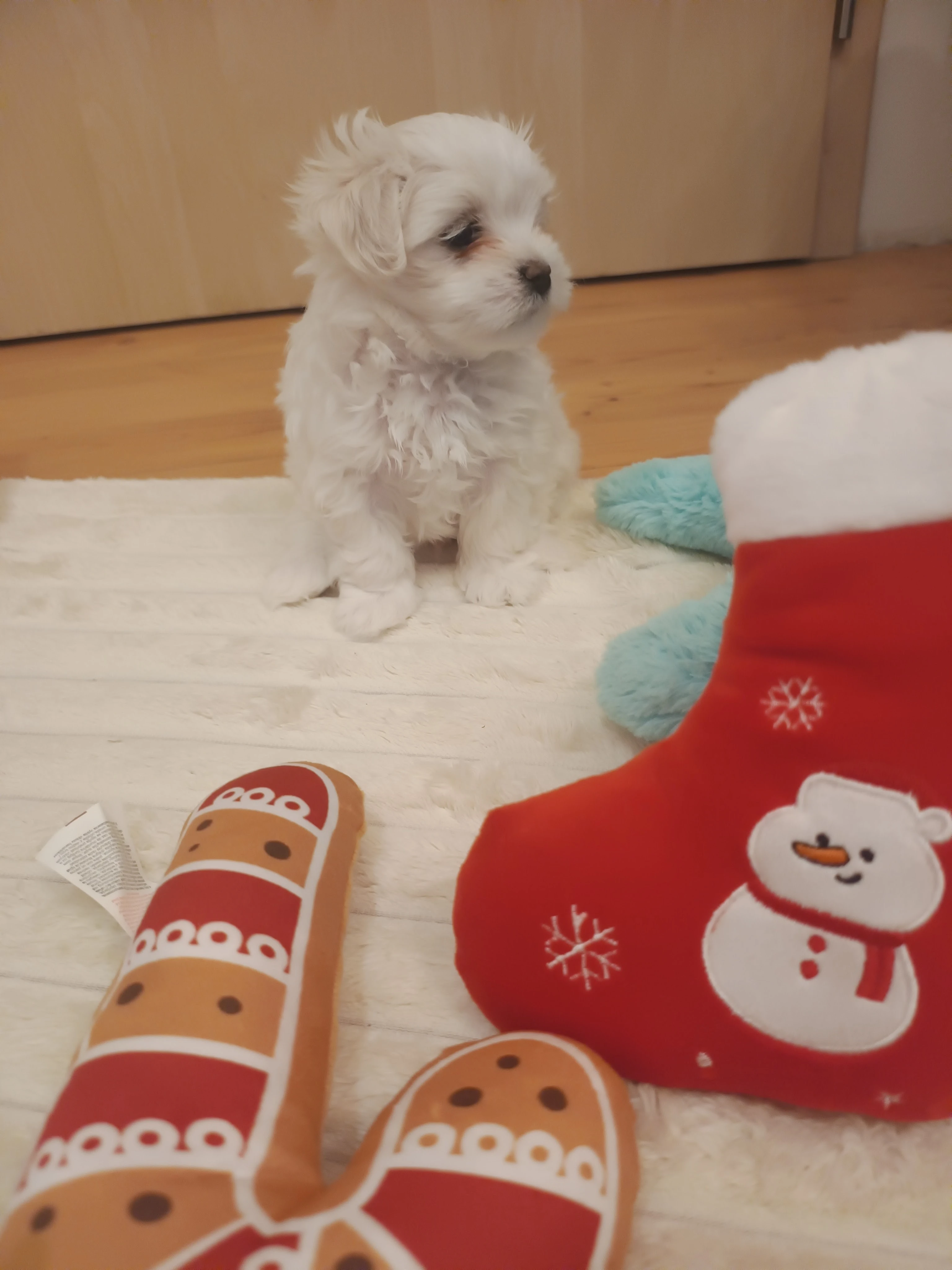 Maltézský psík s PP