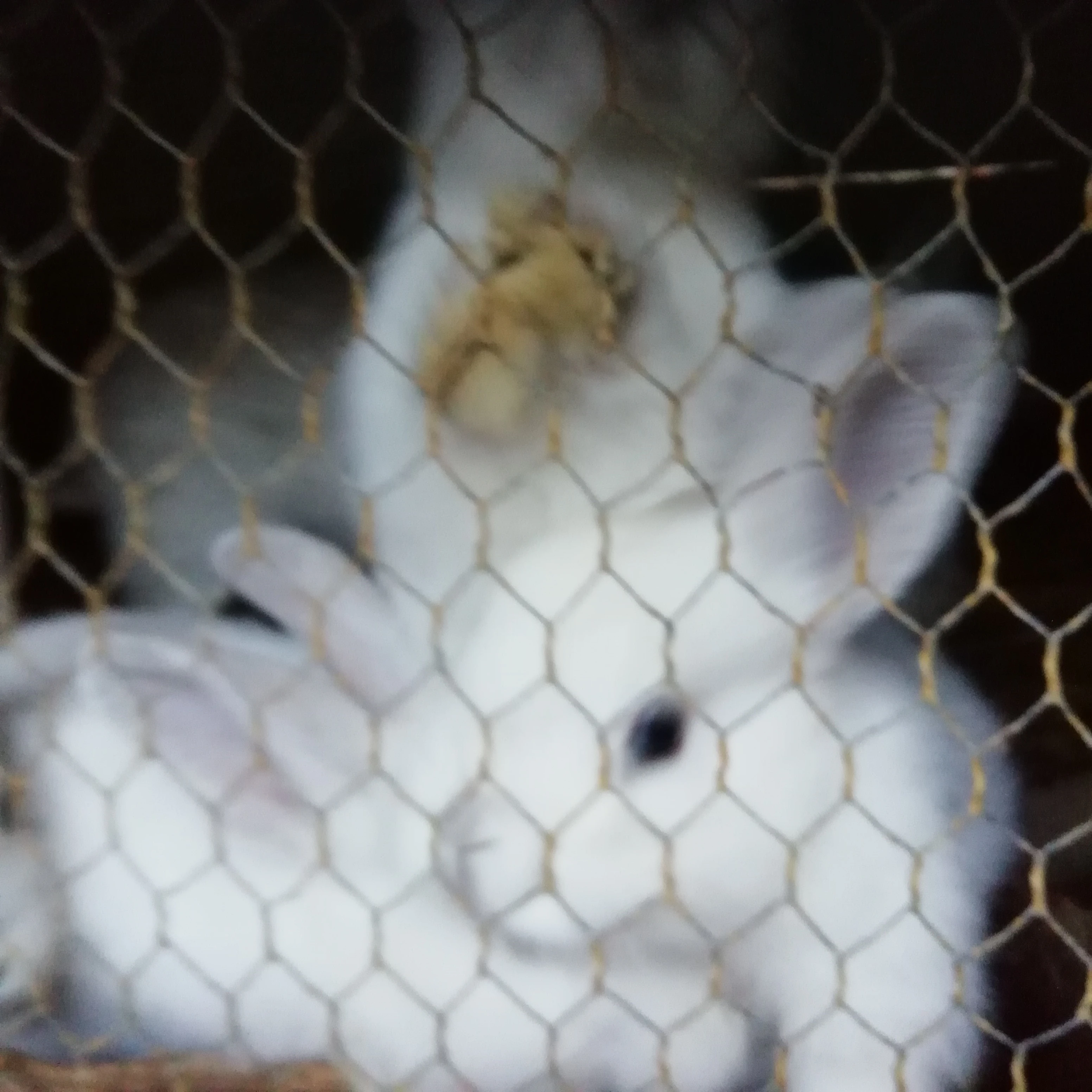 Prodám králíky Ččp.