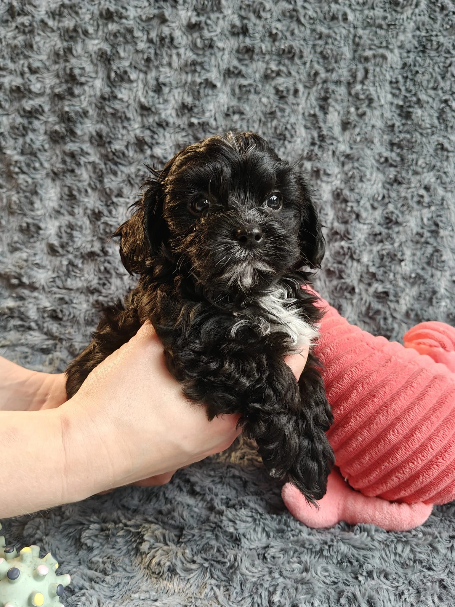 Štěňata ruské boloňky s mimořádně klidnou a kontaktní povahou