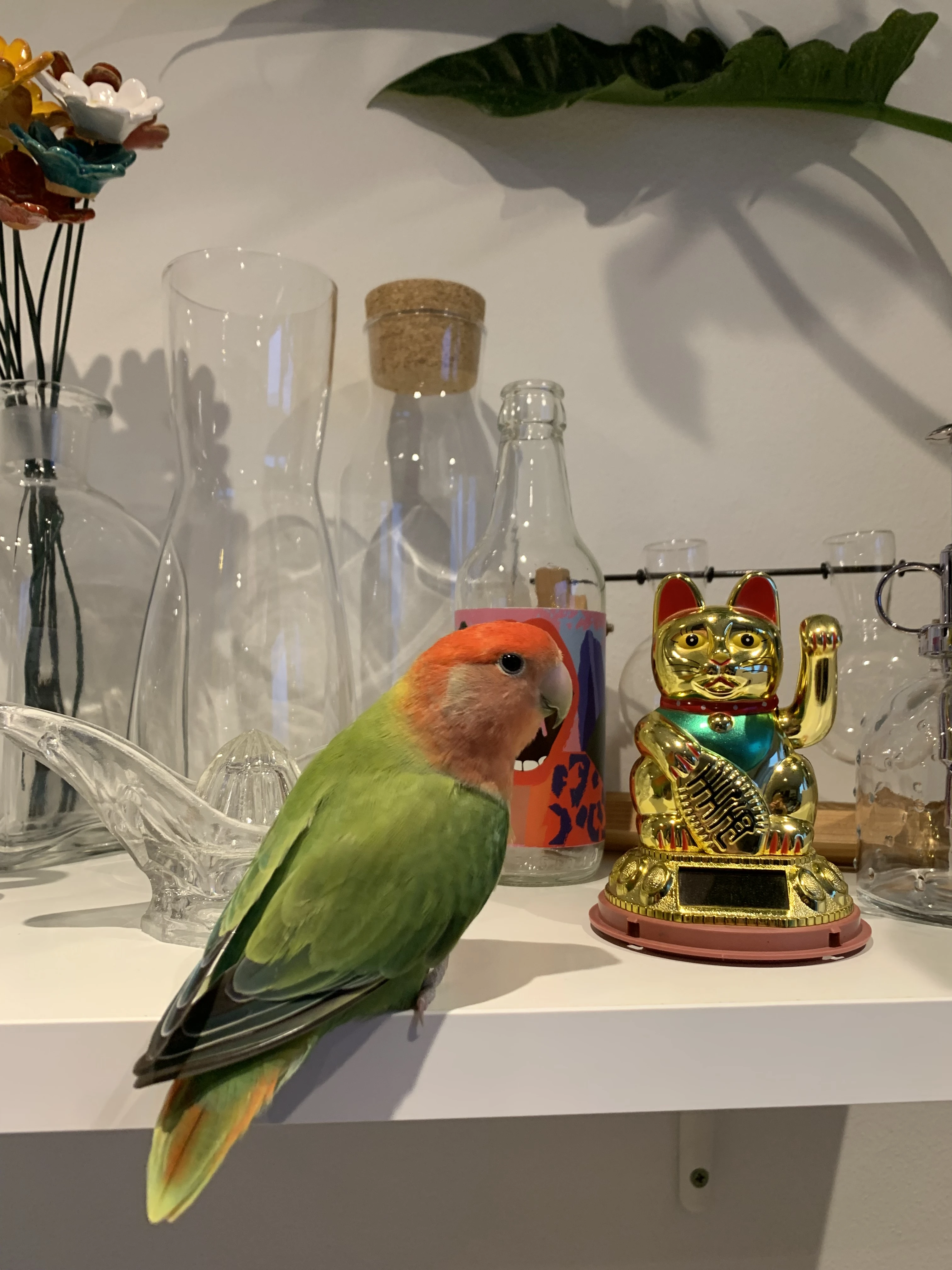 Vyměním samici Agapornise růžohrdlého za samce