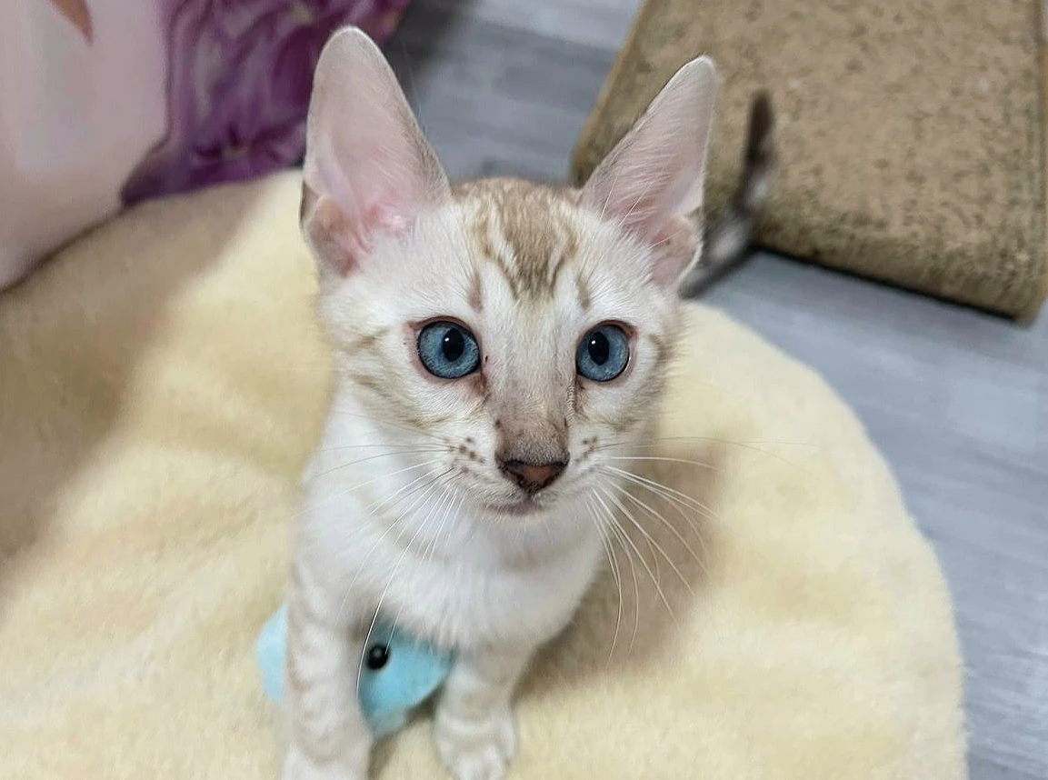 Bengálská kočka, koťata s PP