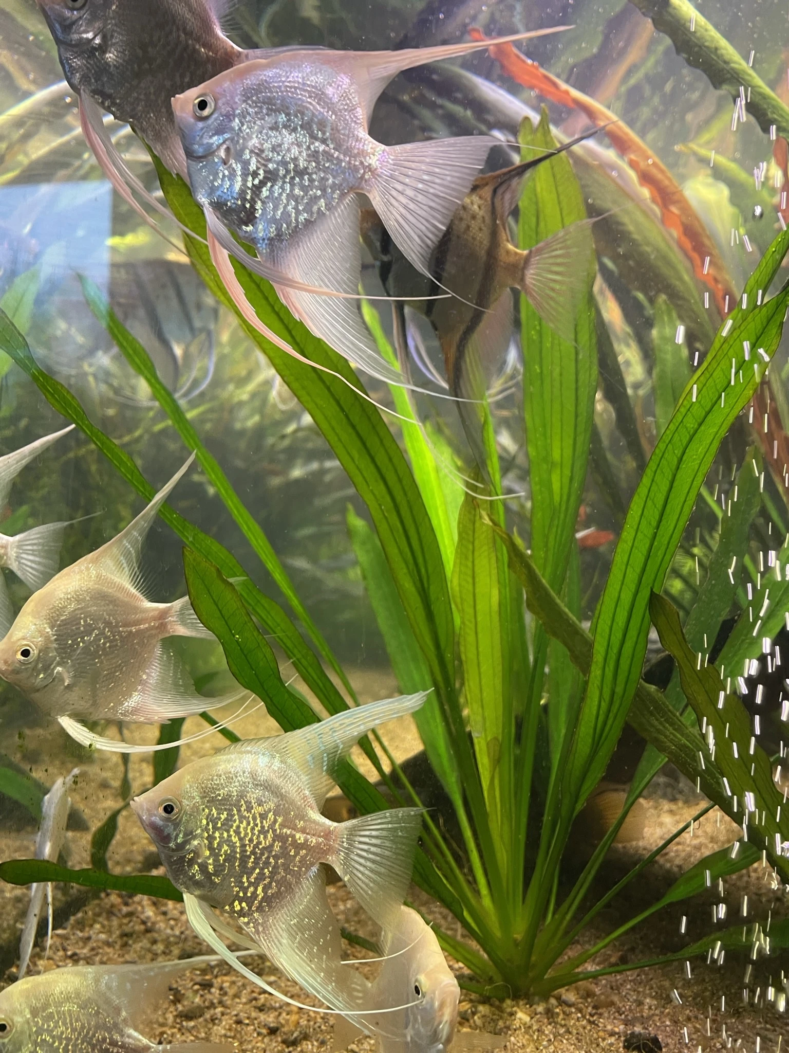 Echinodorus Uruquaensis