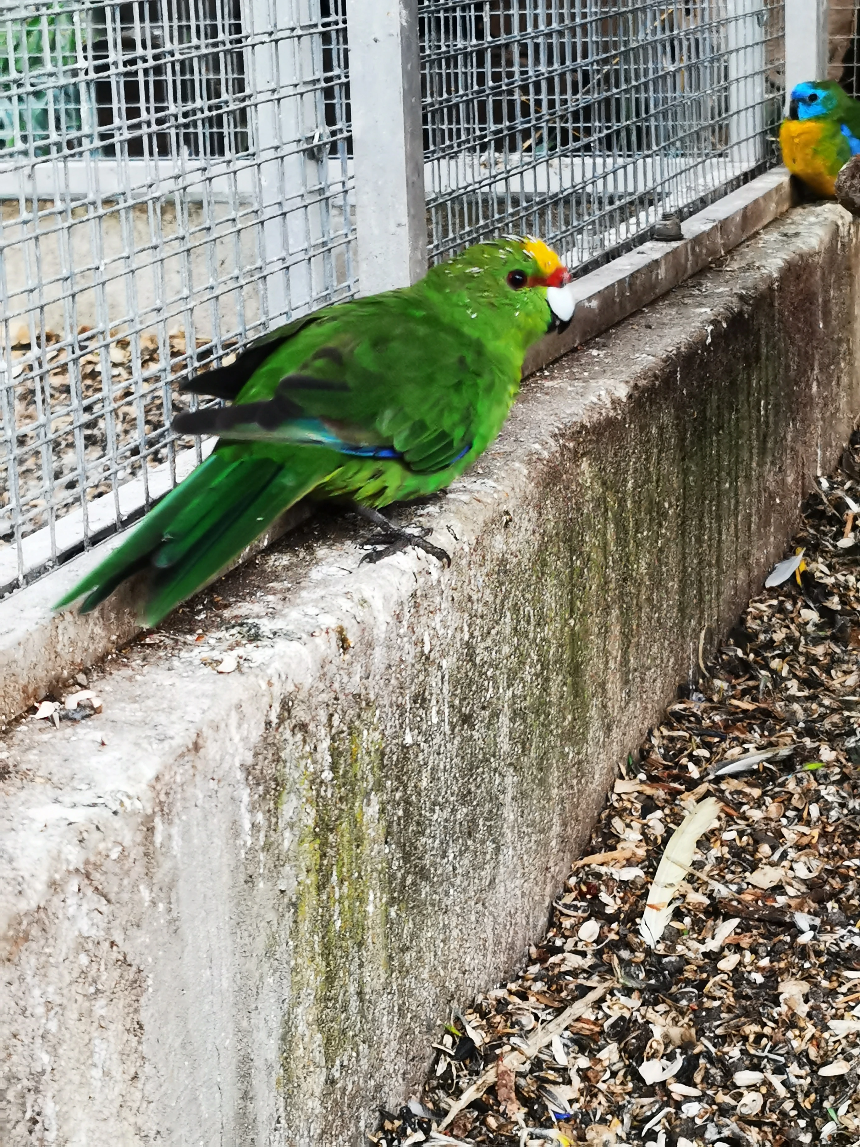 Kakariki žlutočelý samičky 2025