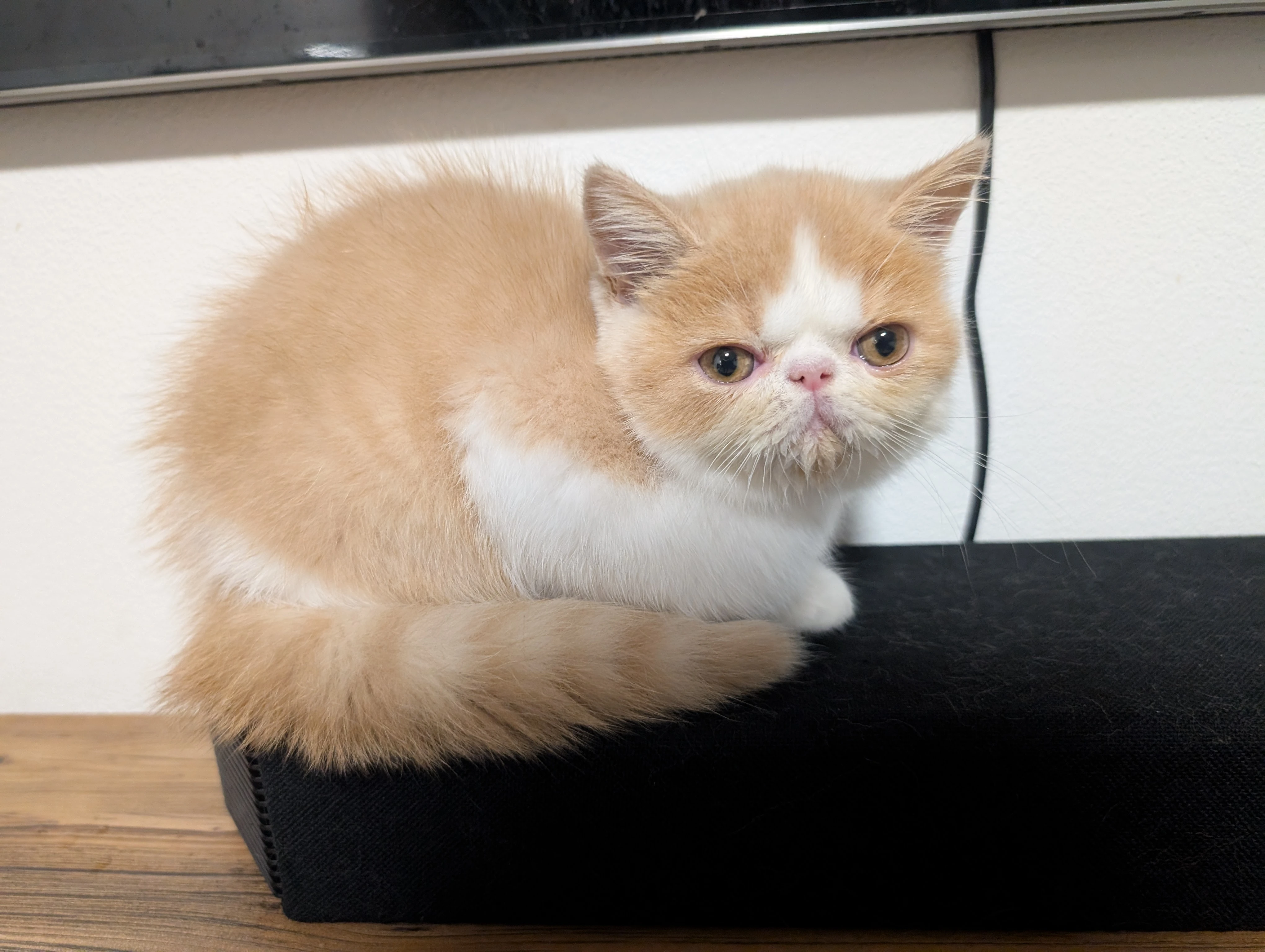 Prodám exotickou kočičku