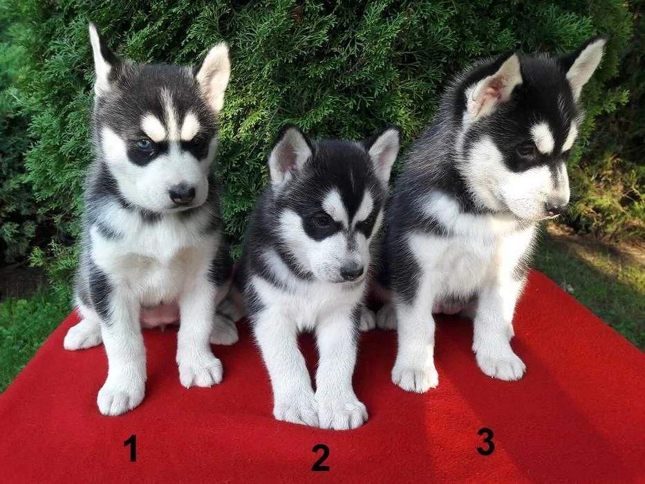 Štěňata sibiřského huskyho