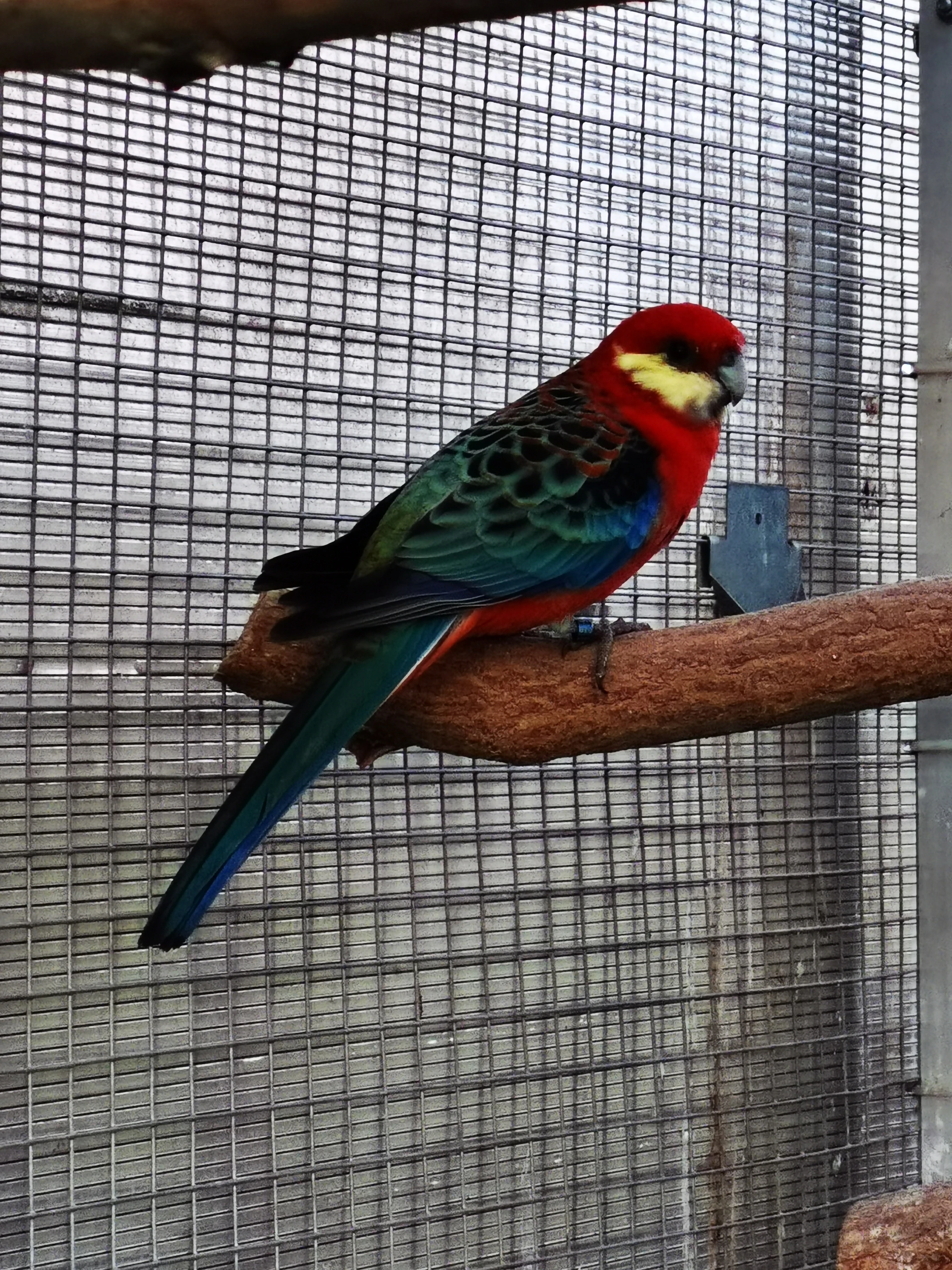 Rosela žlutolící samec koupím