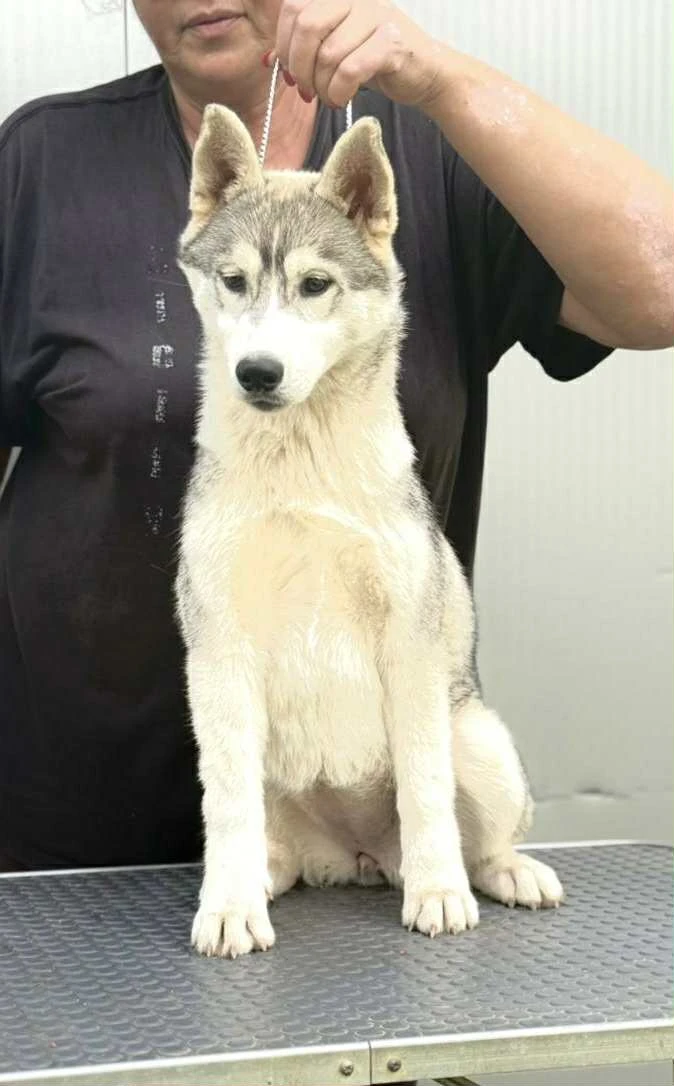 Sibiřský husky – fenka štěně