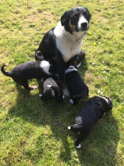 Štěňata Border kolie bez PP