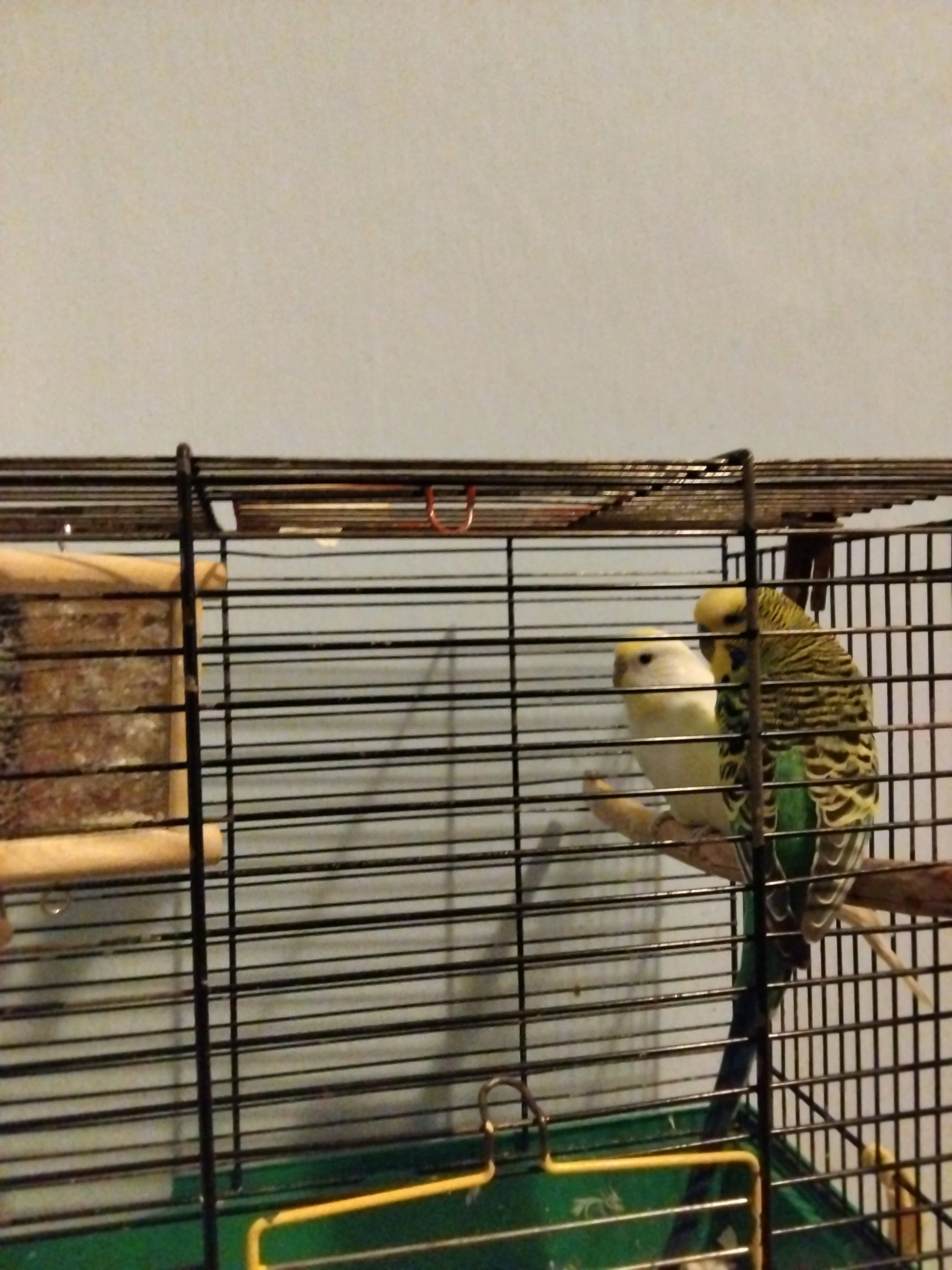 Prodám andulky vlnkované