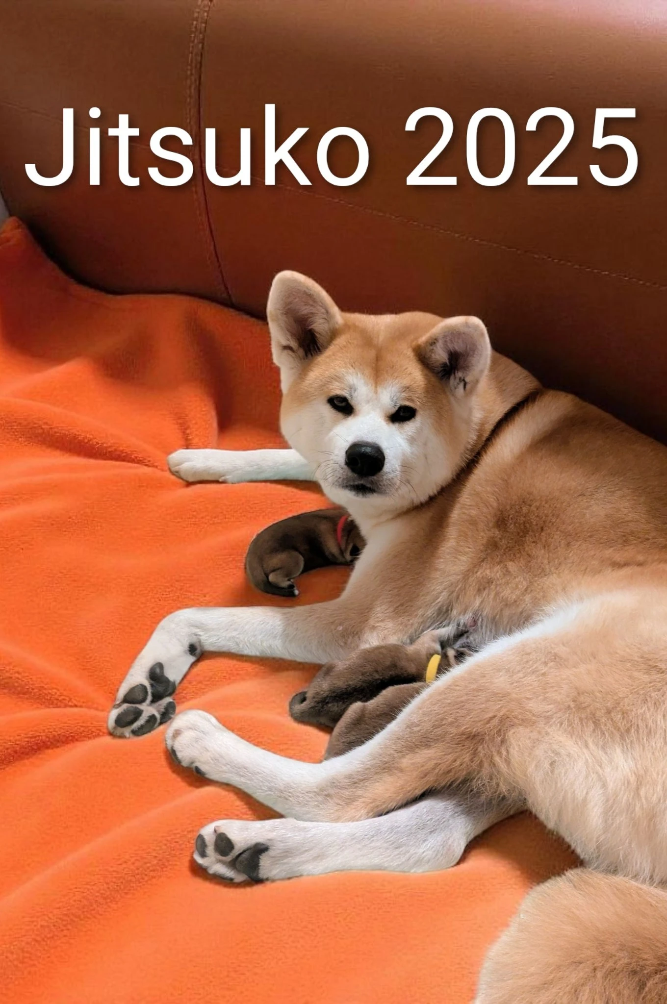 Štěňátka Akita Inu s PP