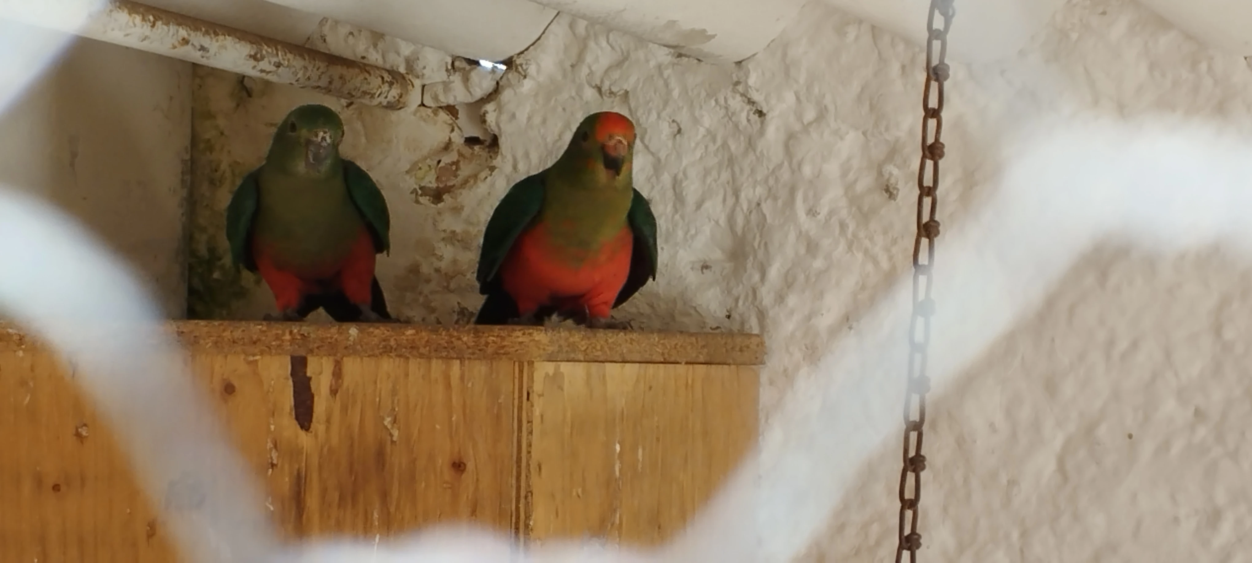 Papoušek královský 2024