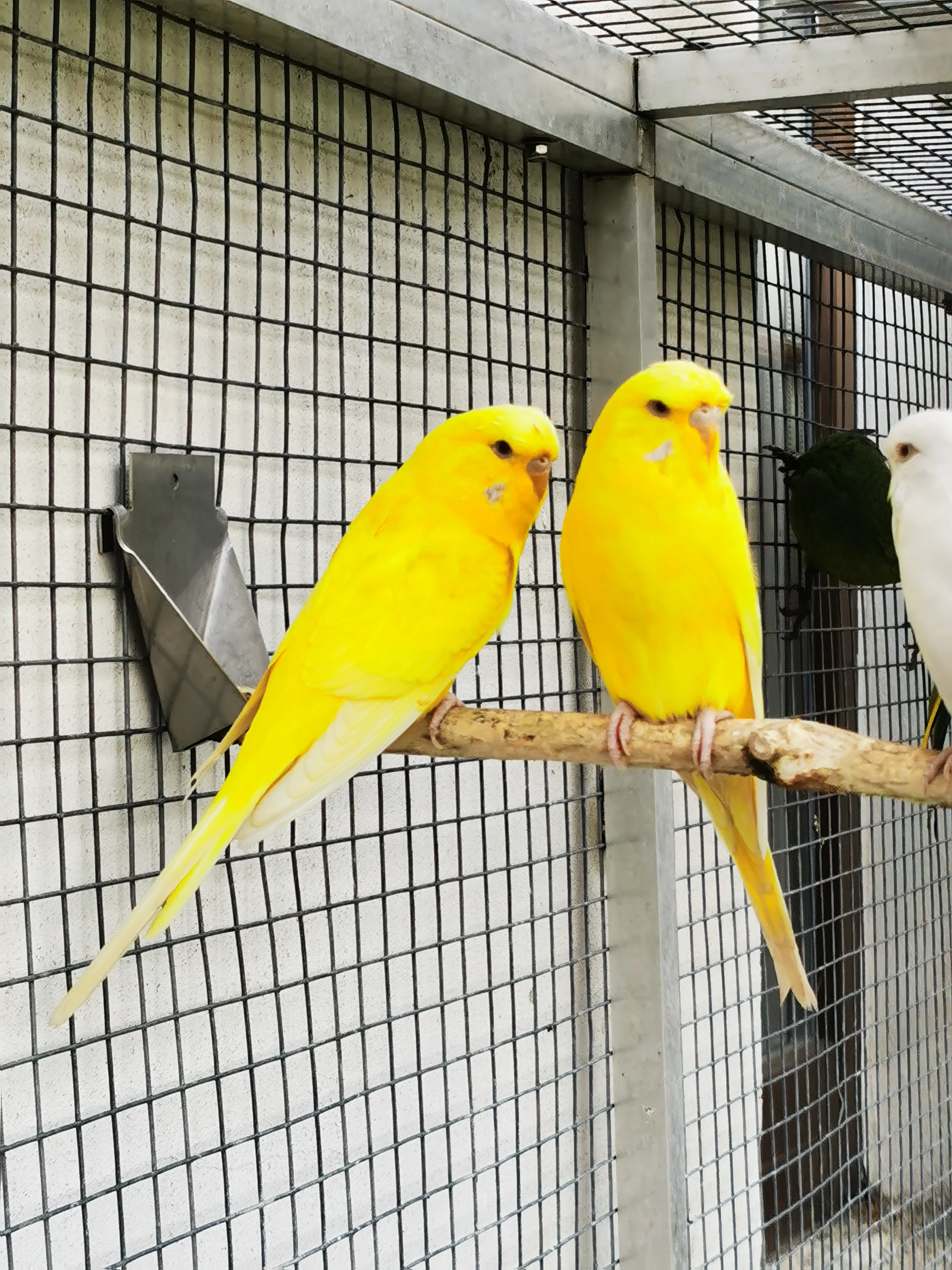 Andulka vlnkovaná TCB modrá řada, žlutá krajková