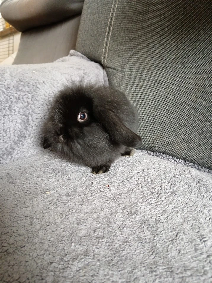 Zakrslý králík beránek černý teddy gen - kluk