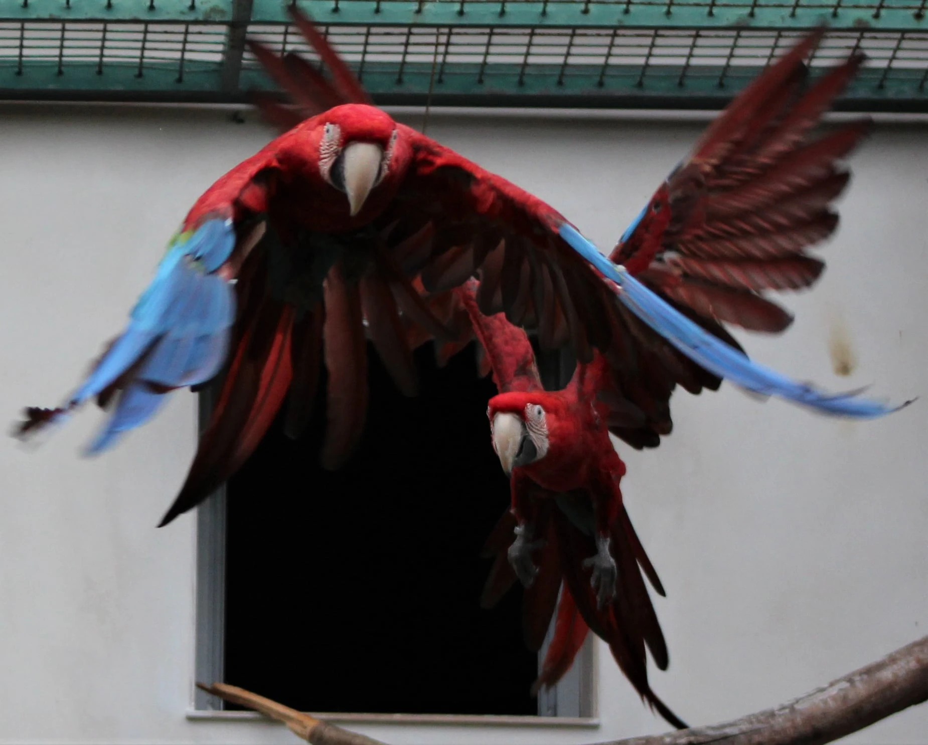 Ara zelenokřídlý (Ara chloroptera)