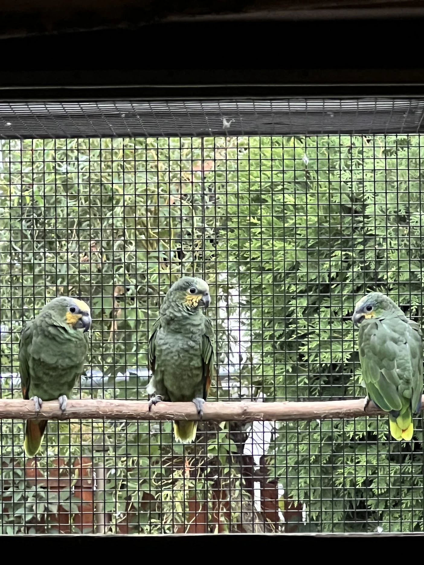 Amazoňan Oranžovokřídlý