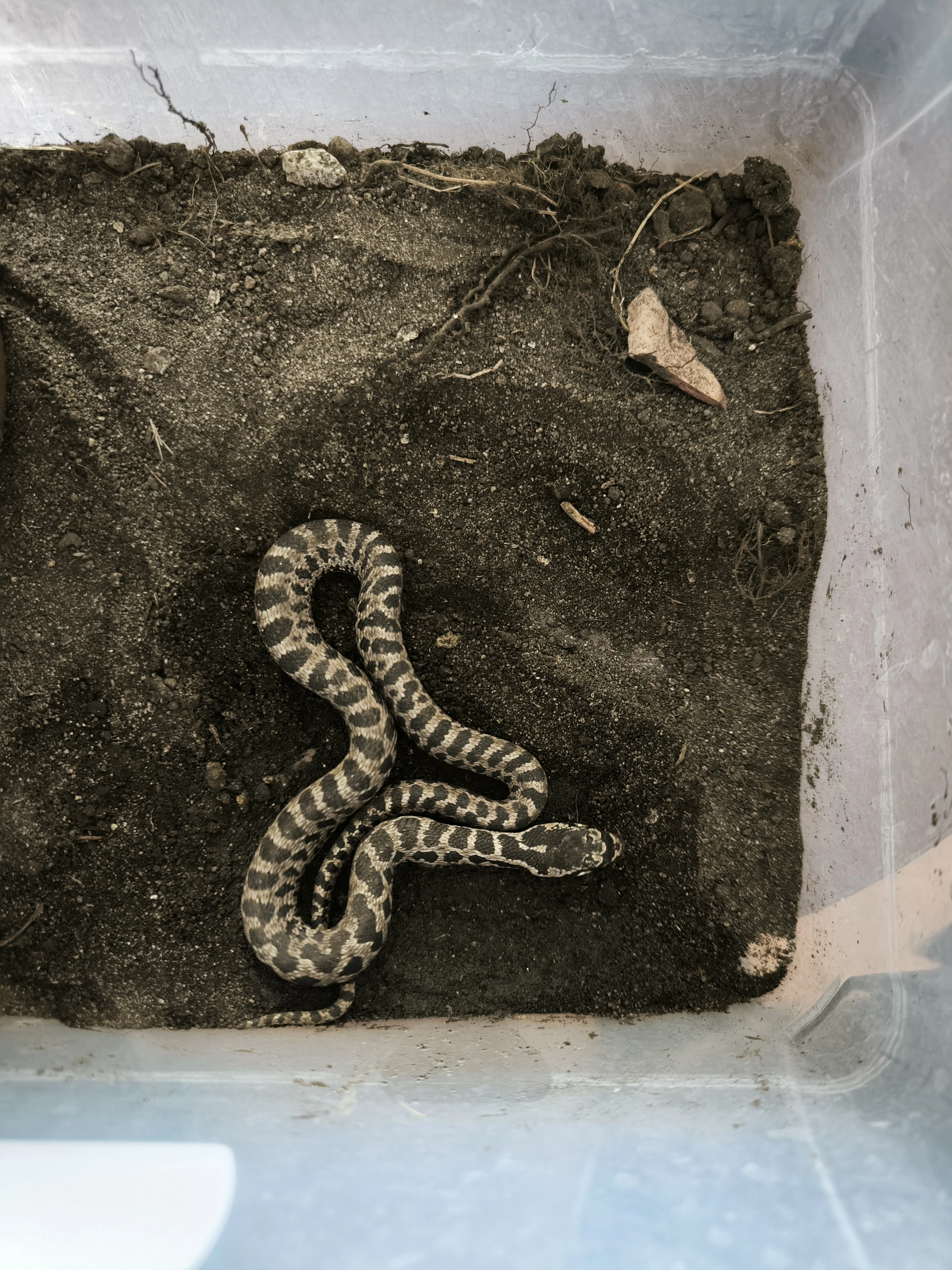 Elaphe quatuorlineata