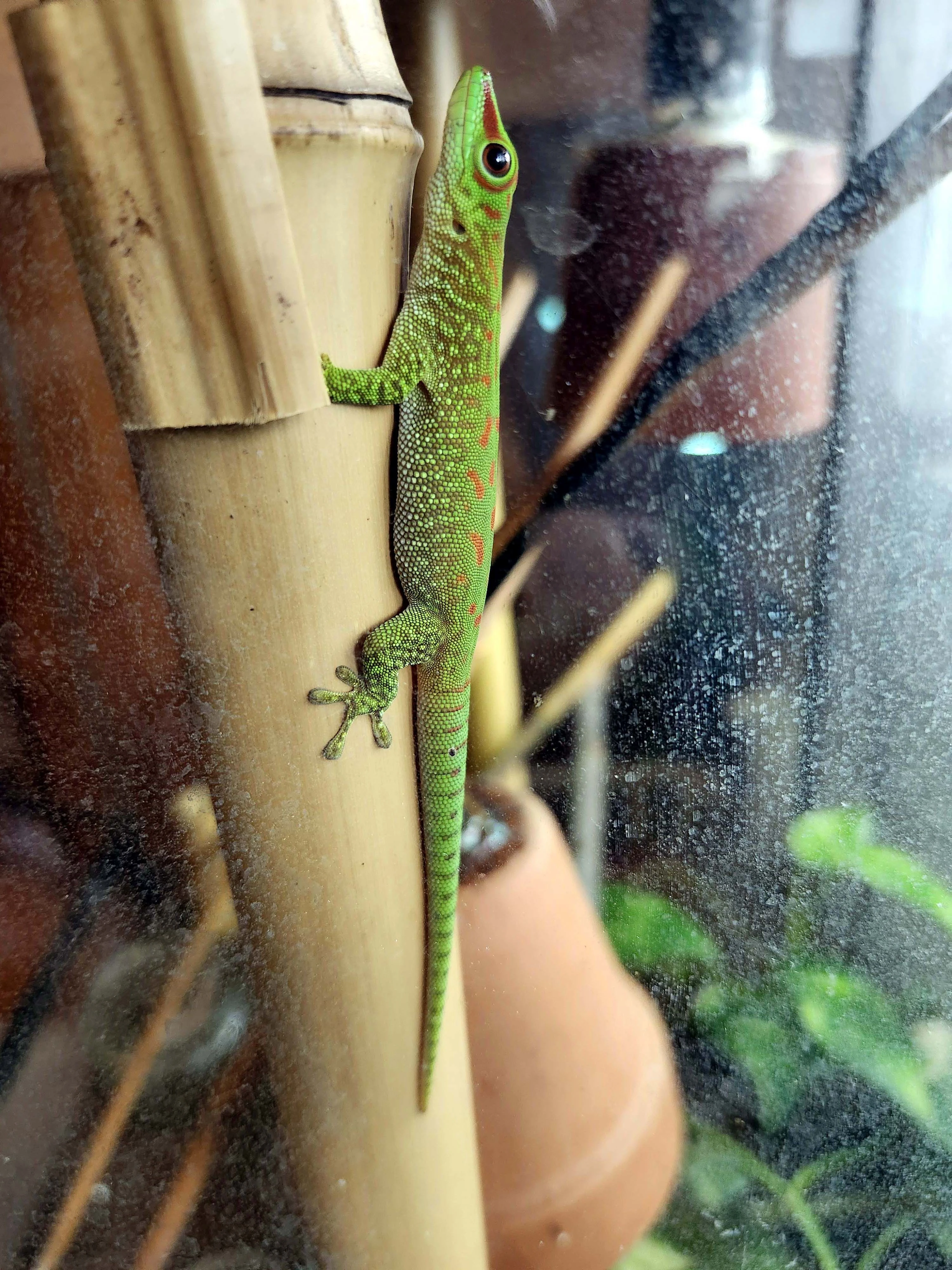 Felsuma madagaskarská