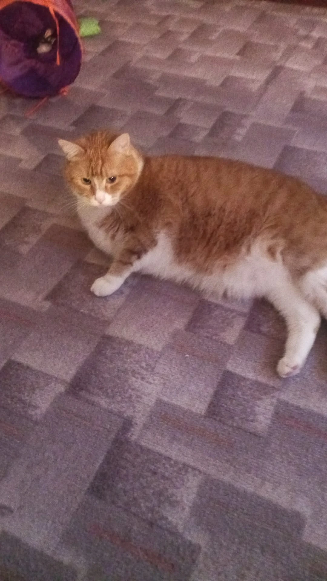 Postelový milovník