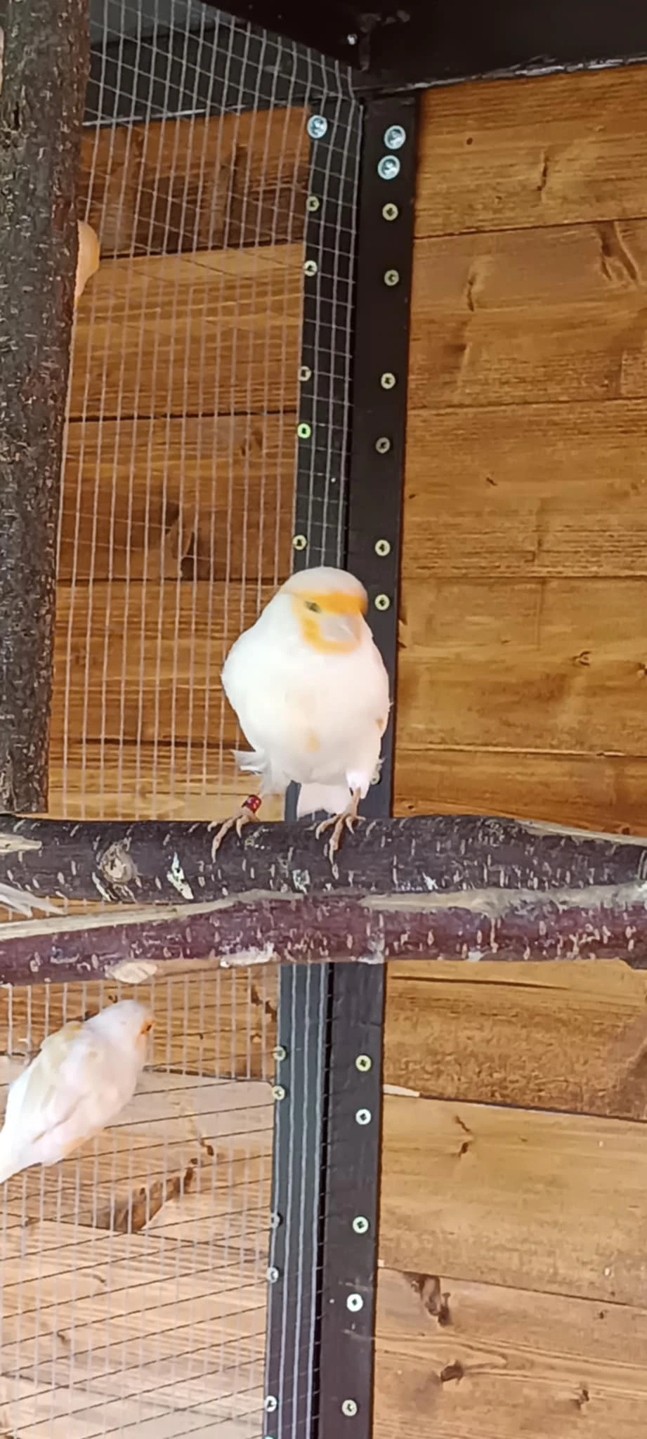 Letošní odchov, několik posledních samců