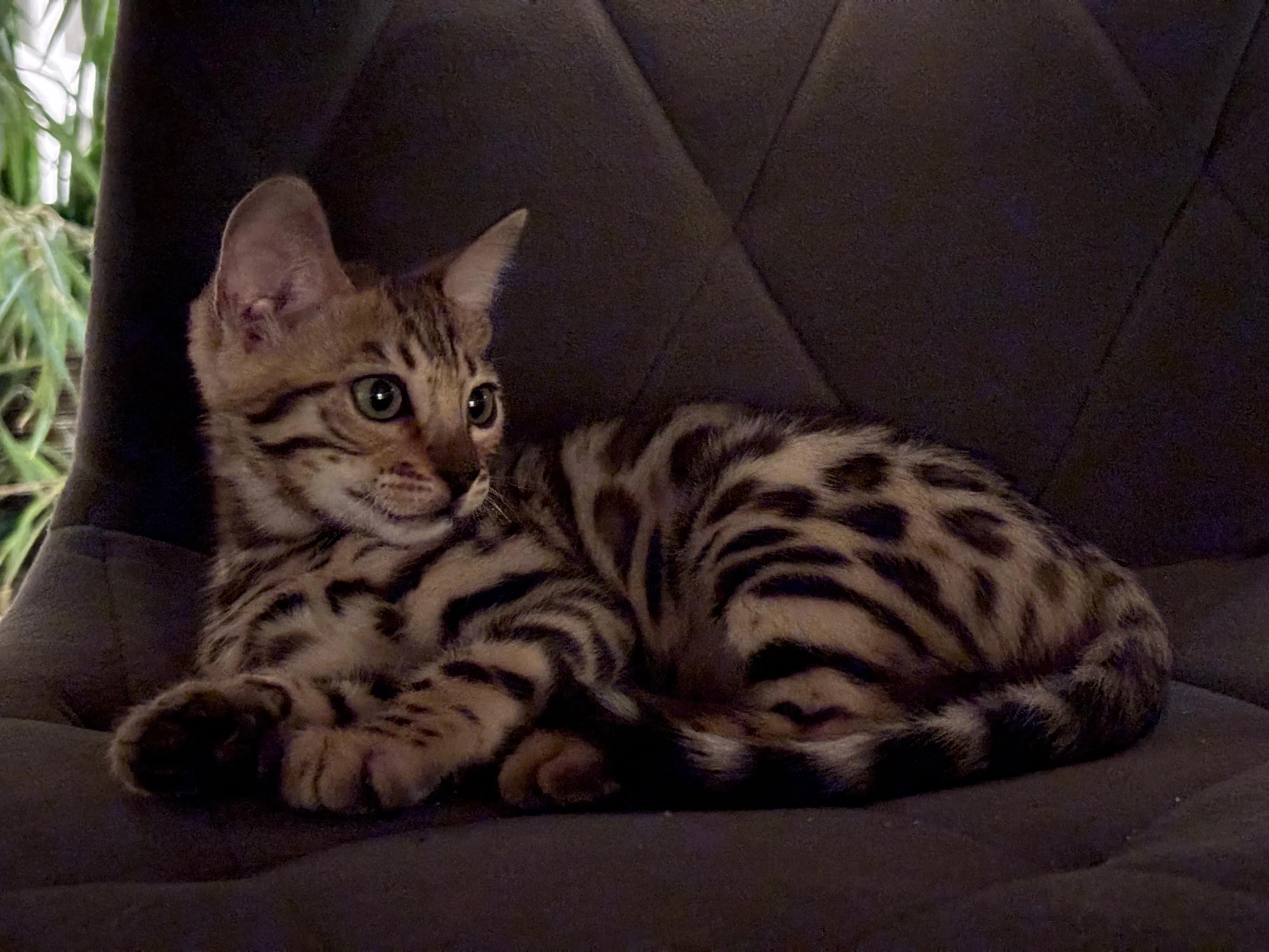 Bengálský kocourek s PP