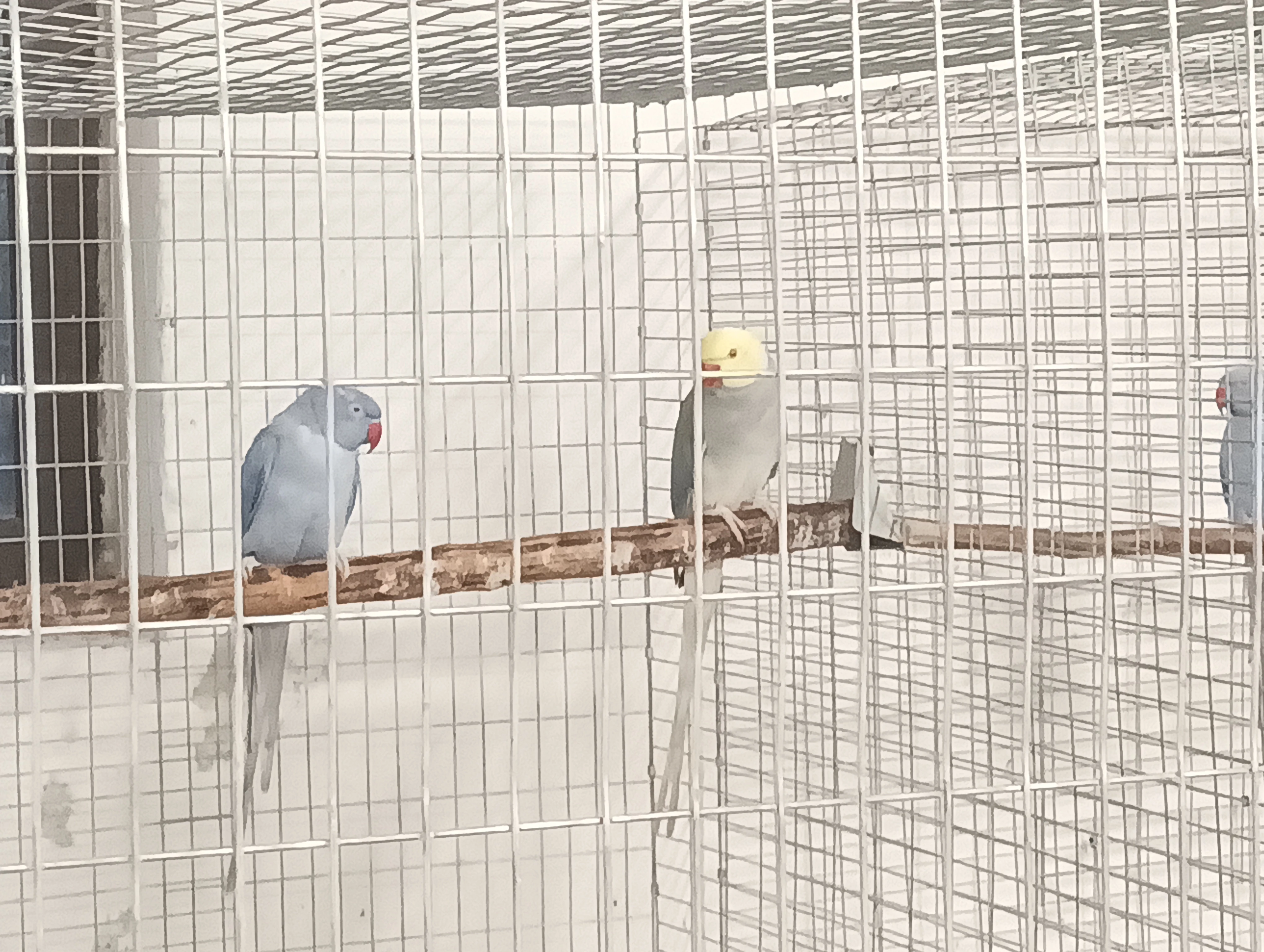 Prodám samce Violeta pastel 23 kroužek.