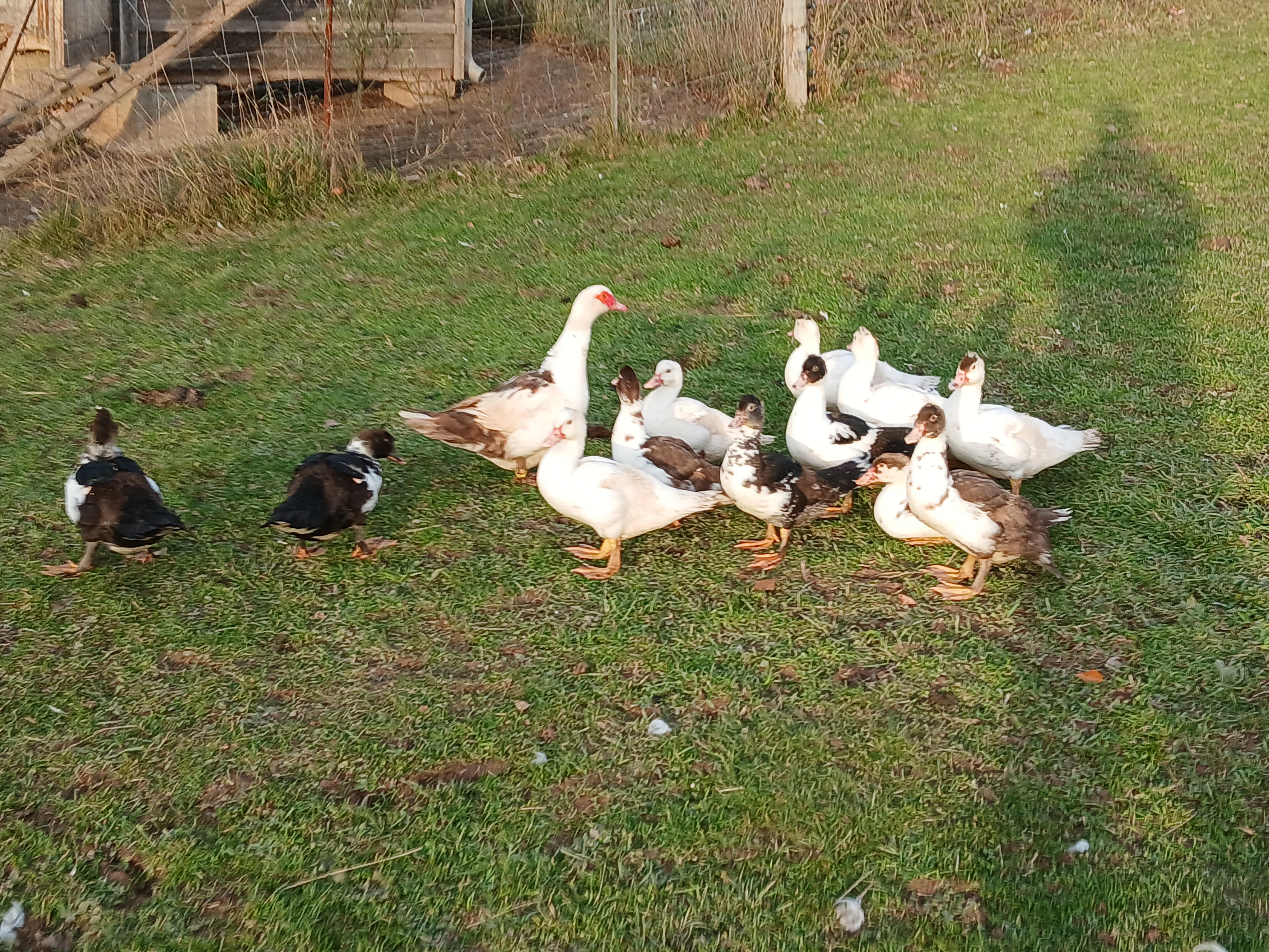 Prodám kachna čínská, pižmová.