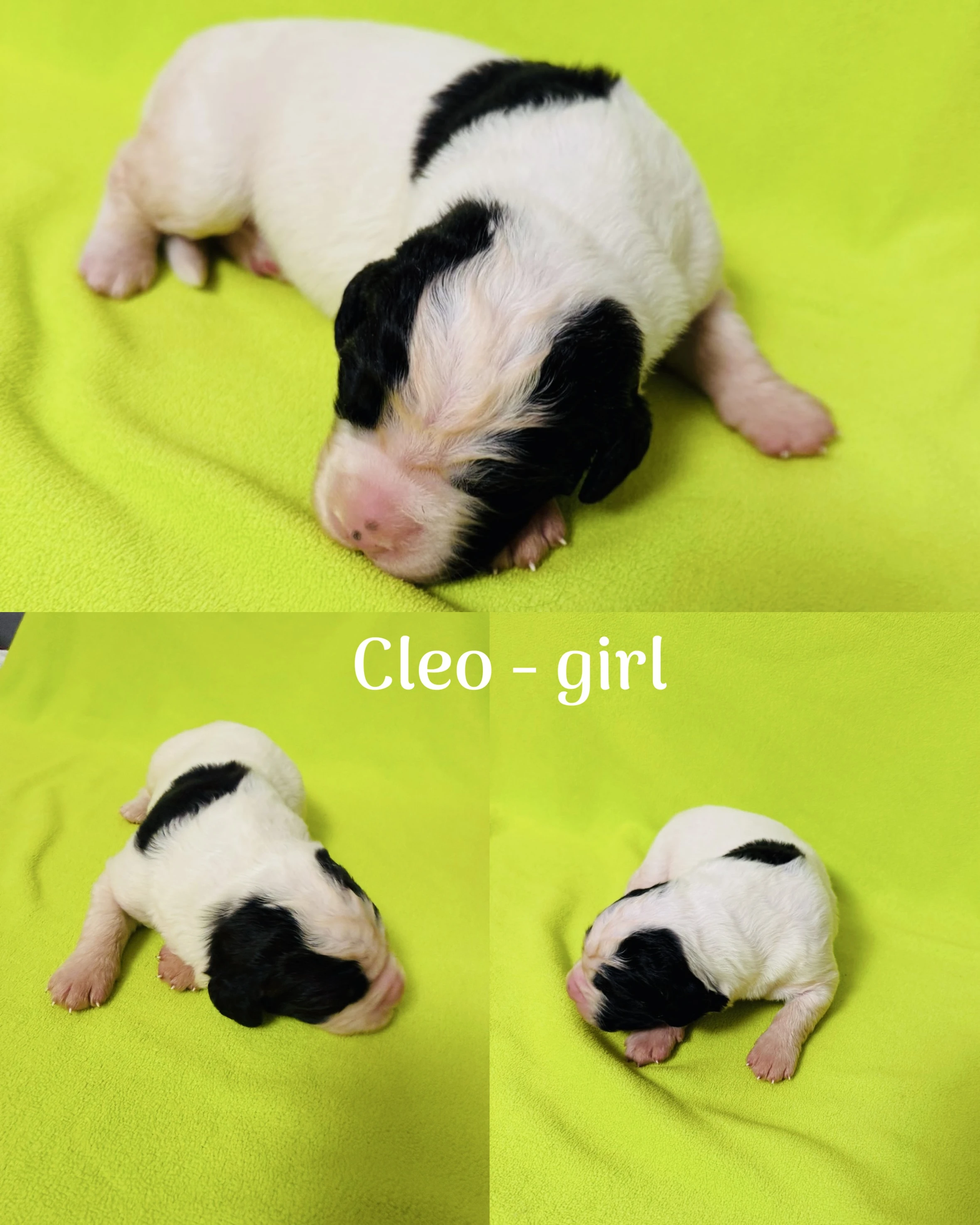 Štěňata Landseer s PP