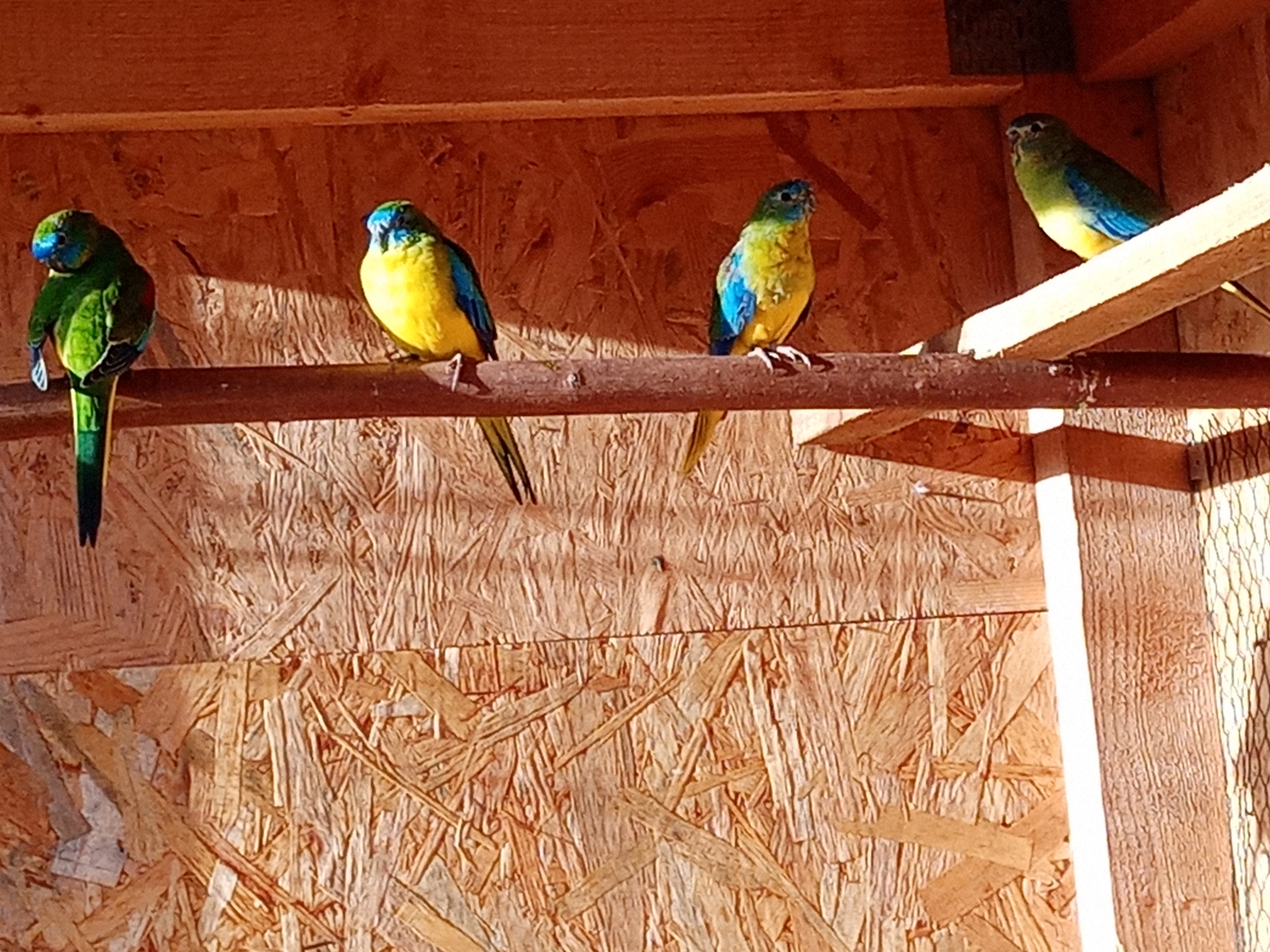 Neoféma tyrkysová přírodní