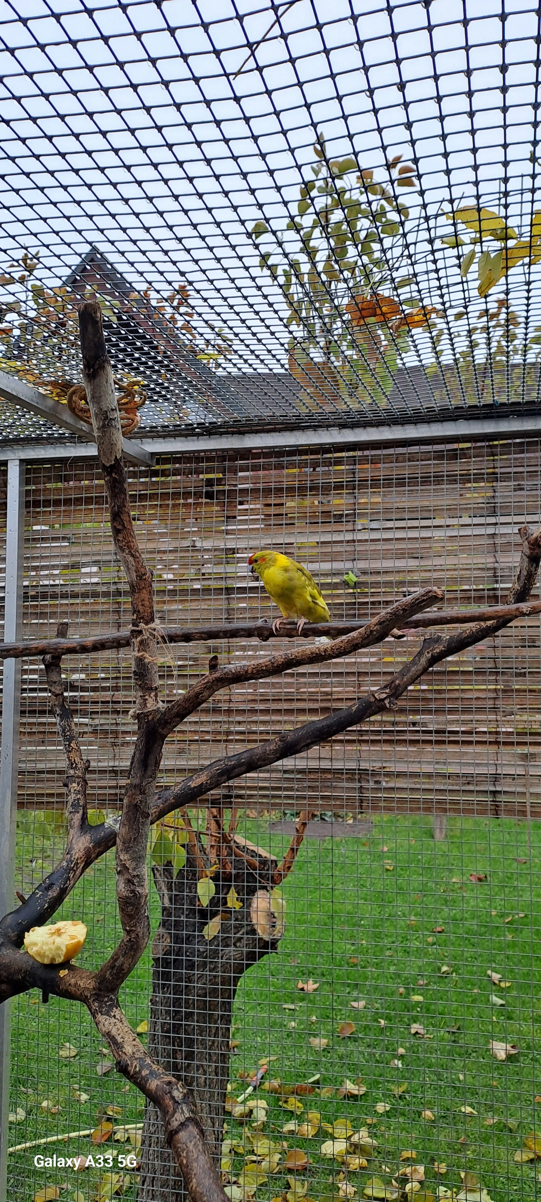 Kakariki rudočelý.