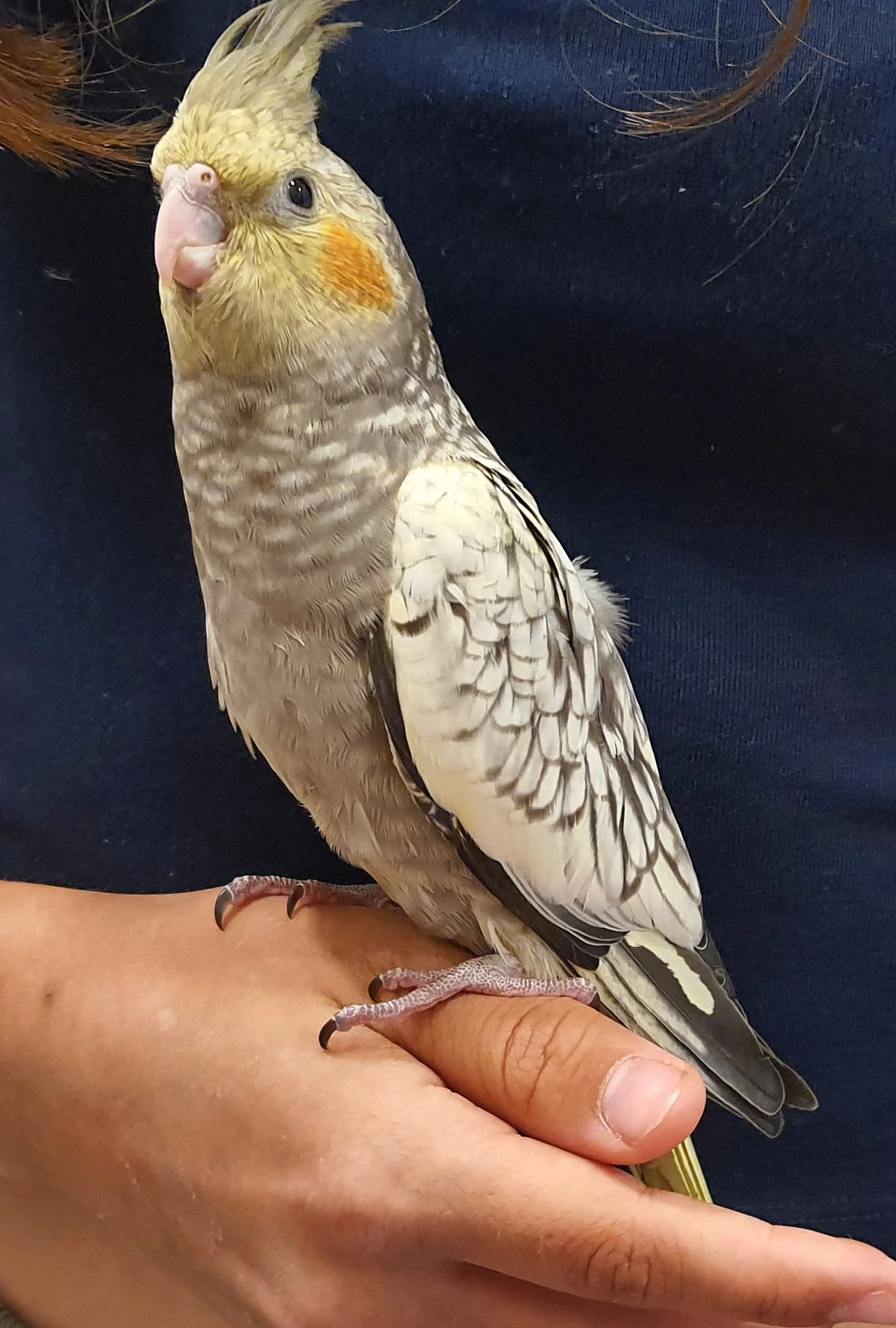 Letošní mláďata korely chocholaté - 3,5 měsíce staré samice