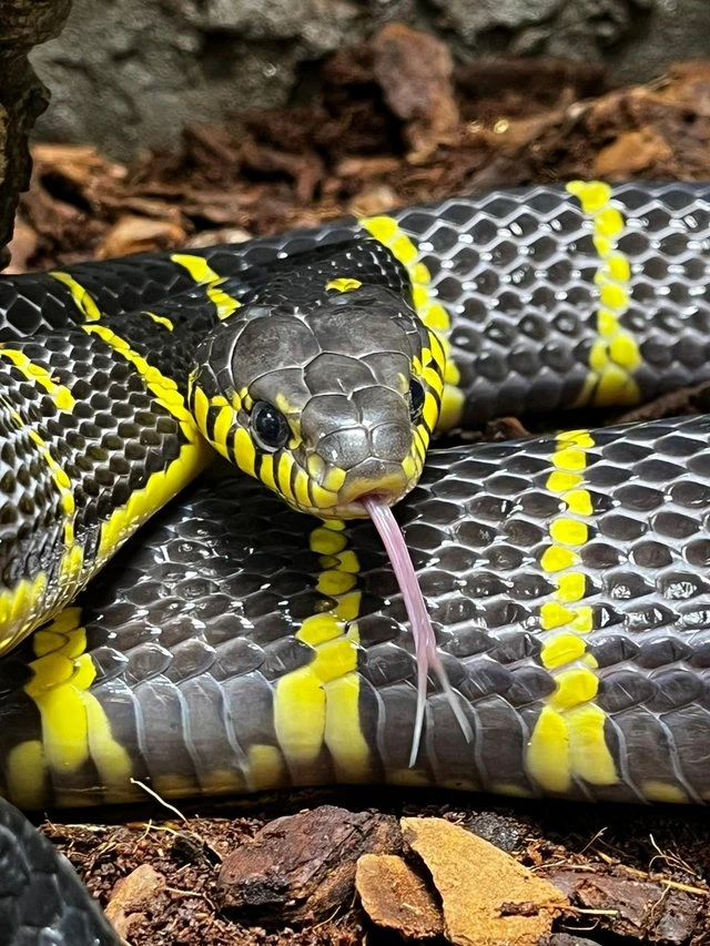 Odchováno v zajetí 25 Dendrophila dendrophila (Jávský mangrovový had)