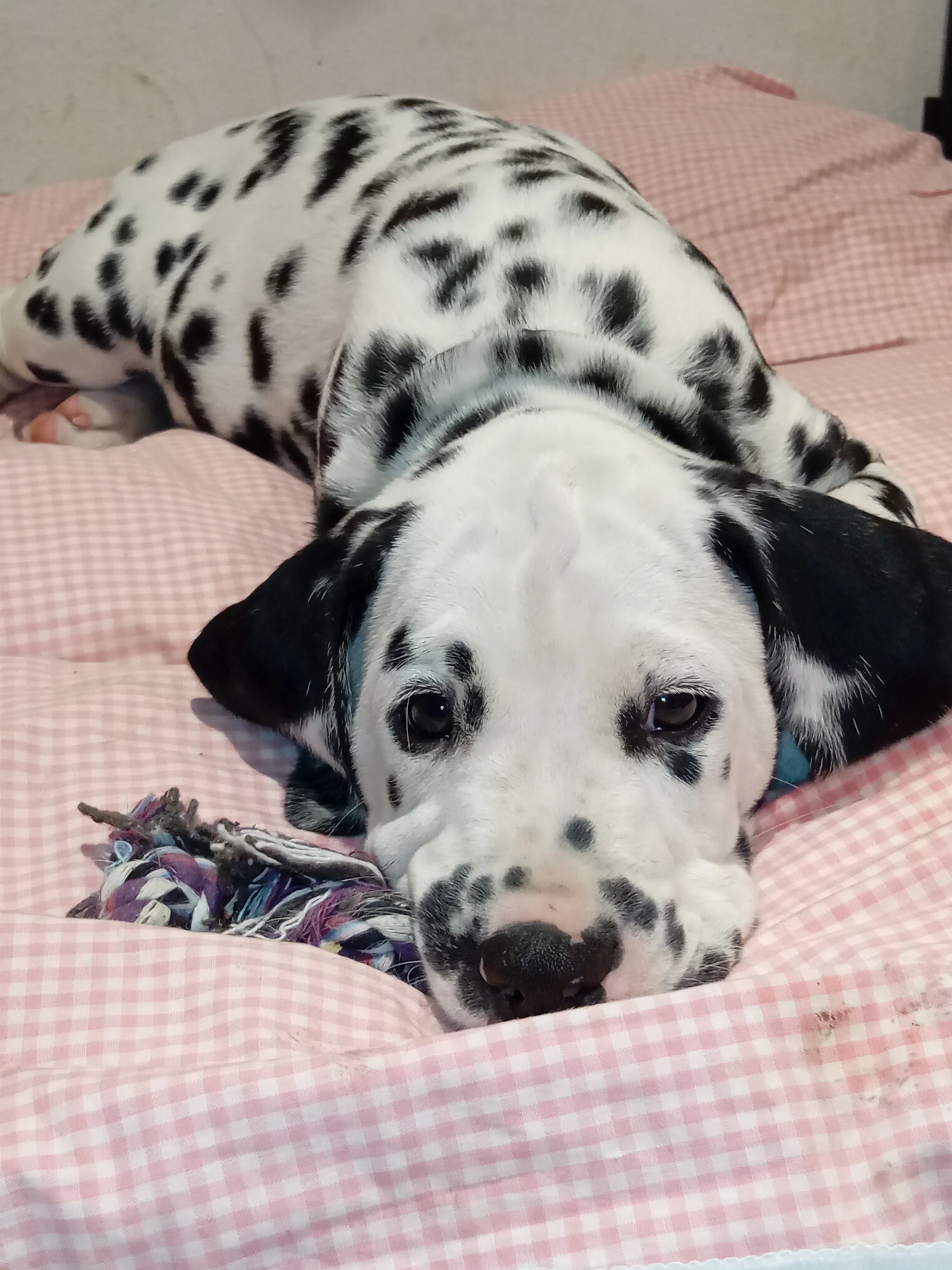 Štěňata Dalmatinů