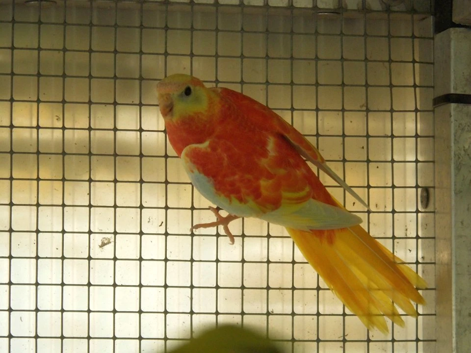 Neoféma tyrkysová rudoprsá opalína