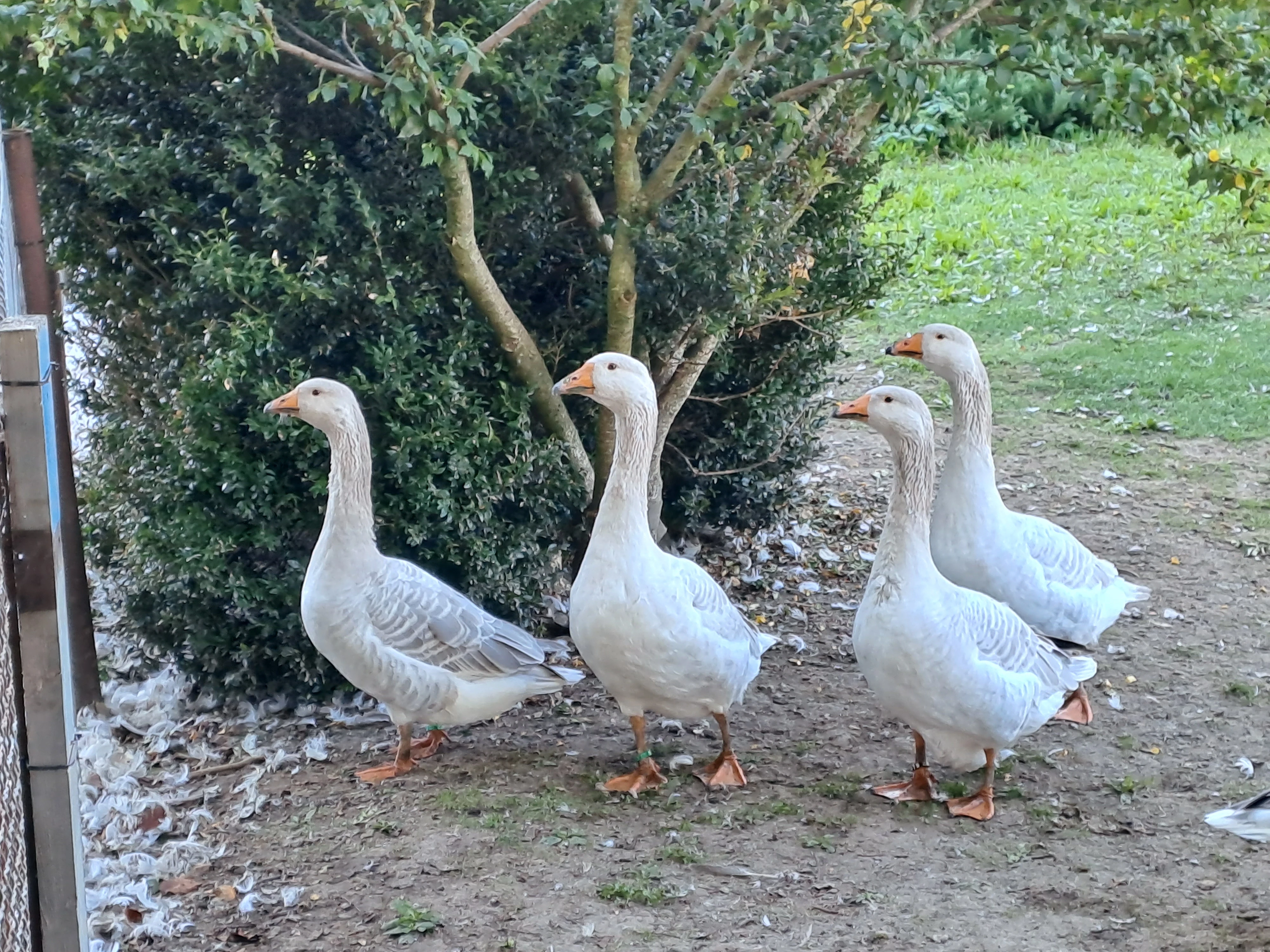 Mladé husy Štajnbašské modré.