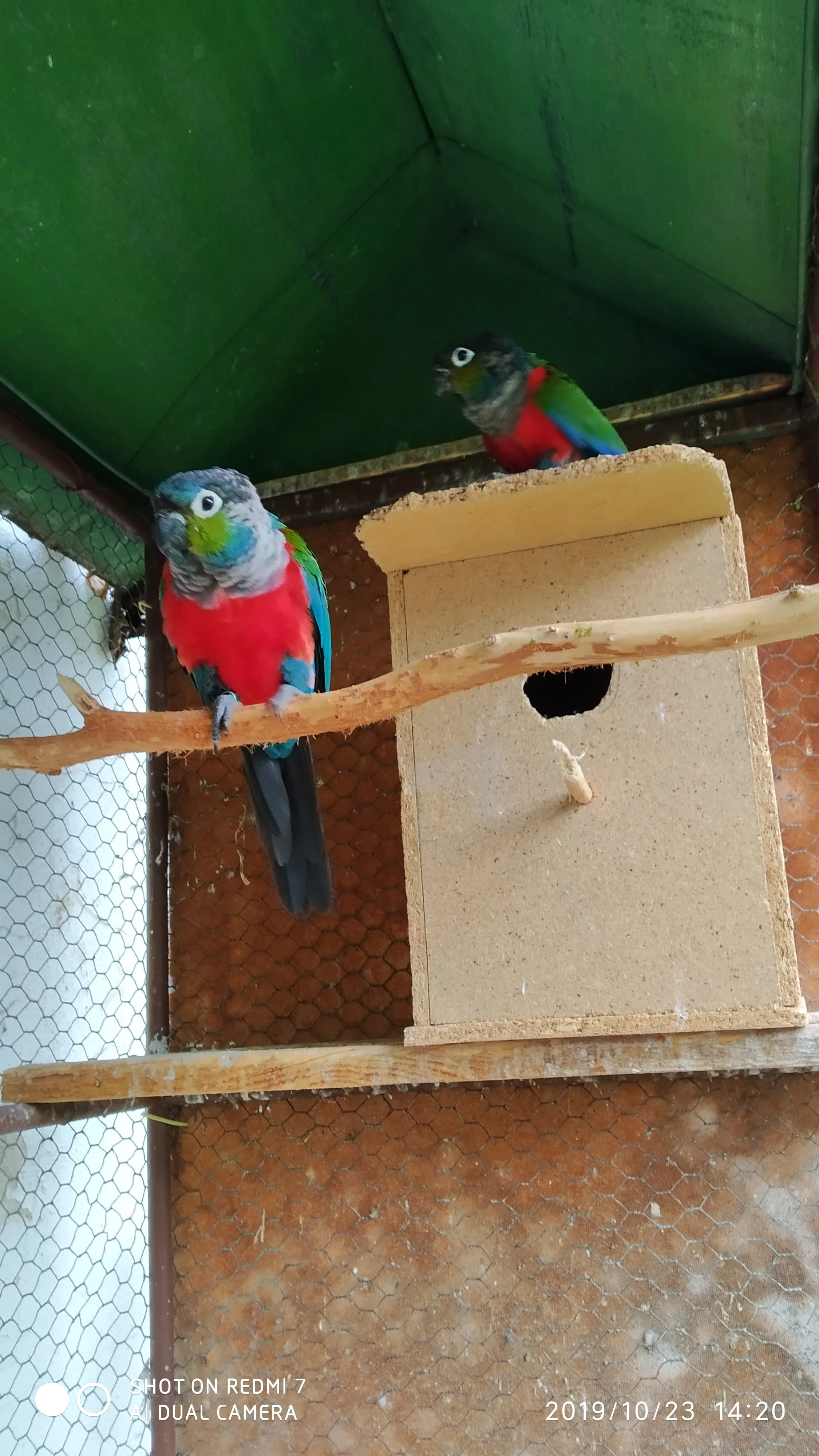 Pyrura červenobřichý