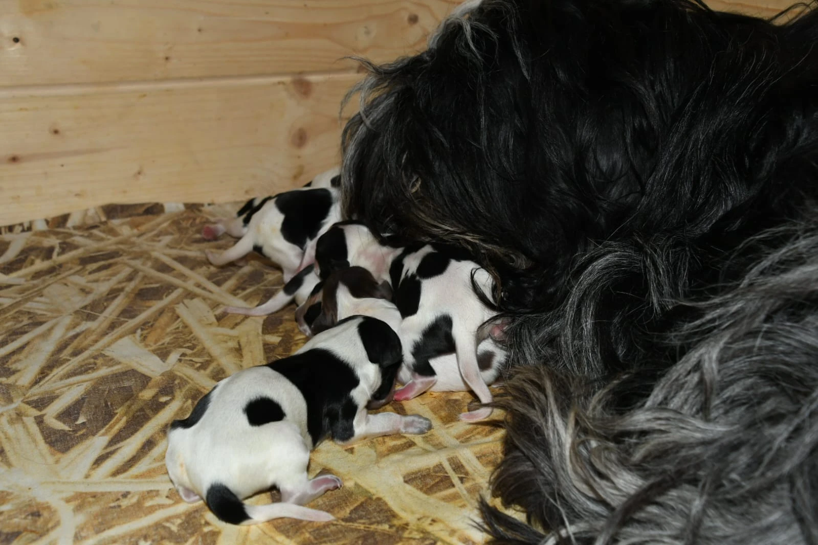 Štěňata Holandského ovčáckého pudla s PP