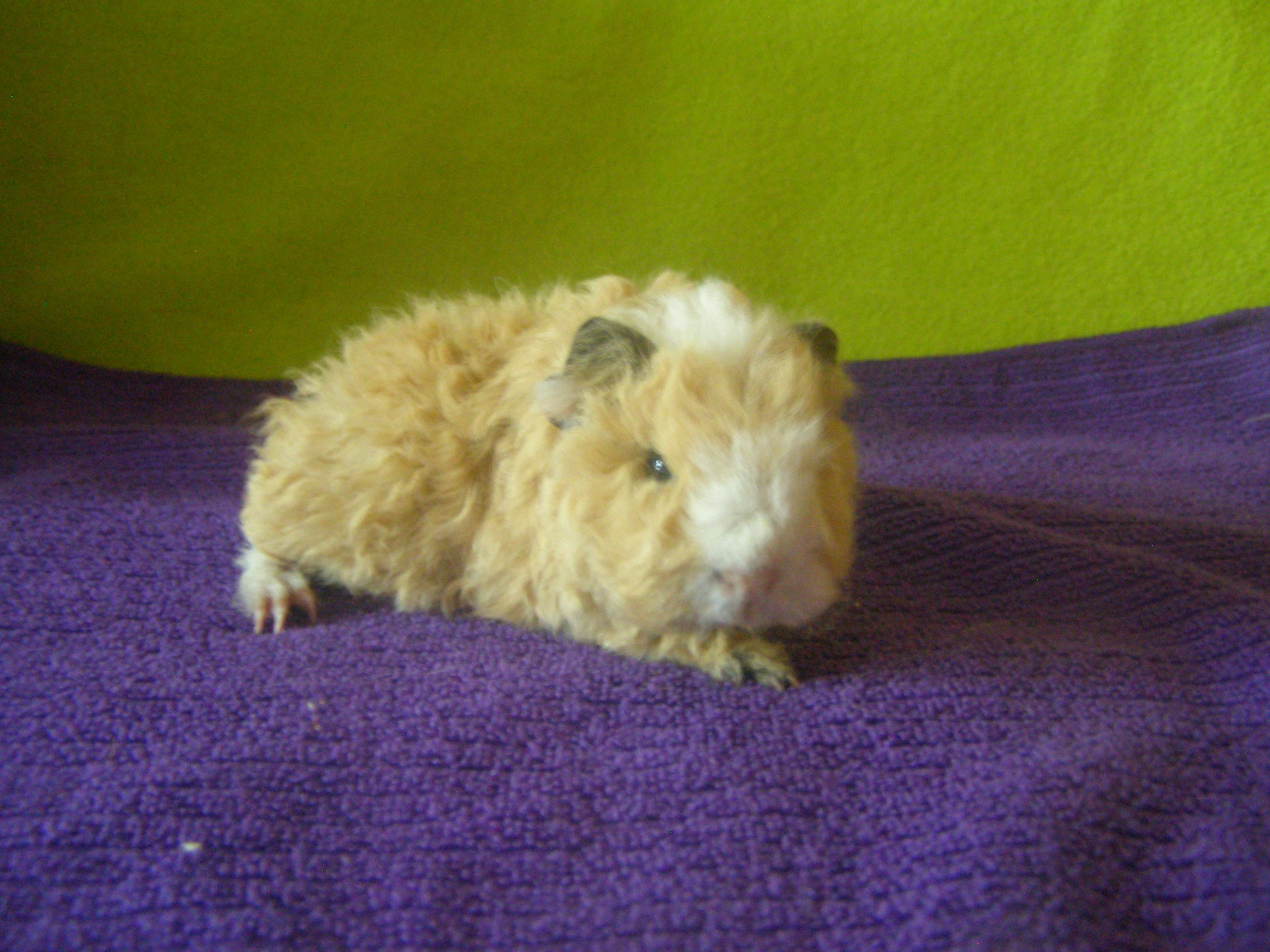 Morče.morčata Lunkarya z Registr.Chs