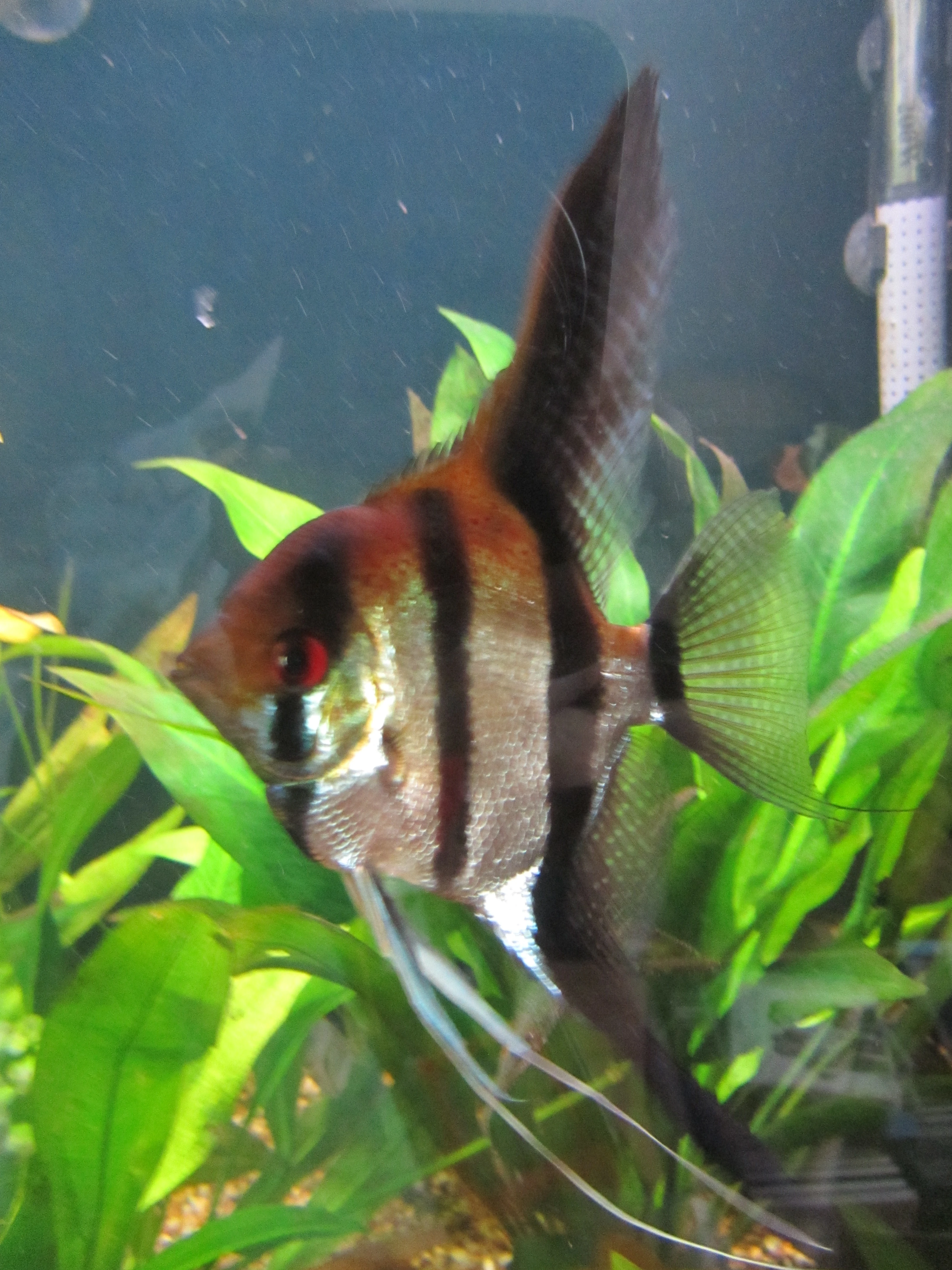 Metronidazol roztok 50ml pro akvarijní ryby-na hlístice,bičíkovce.