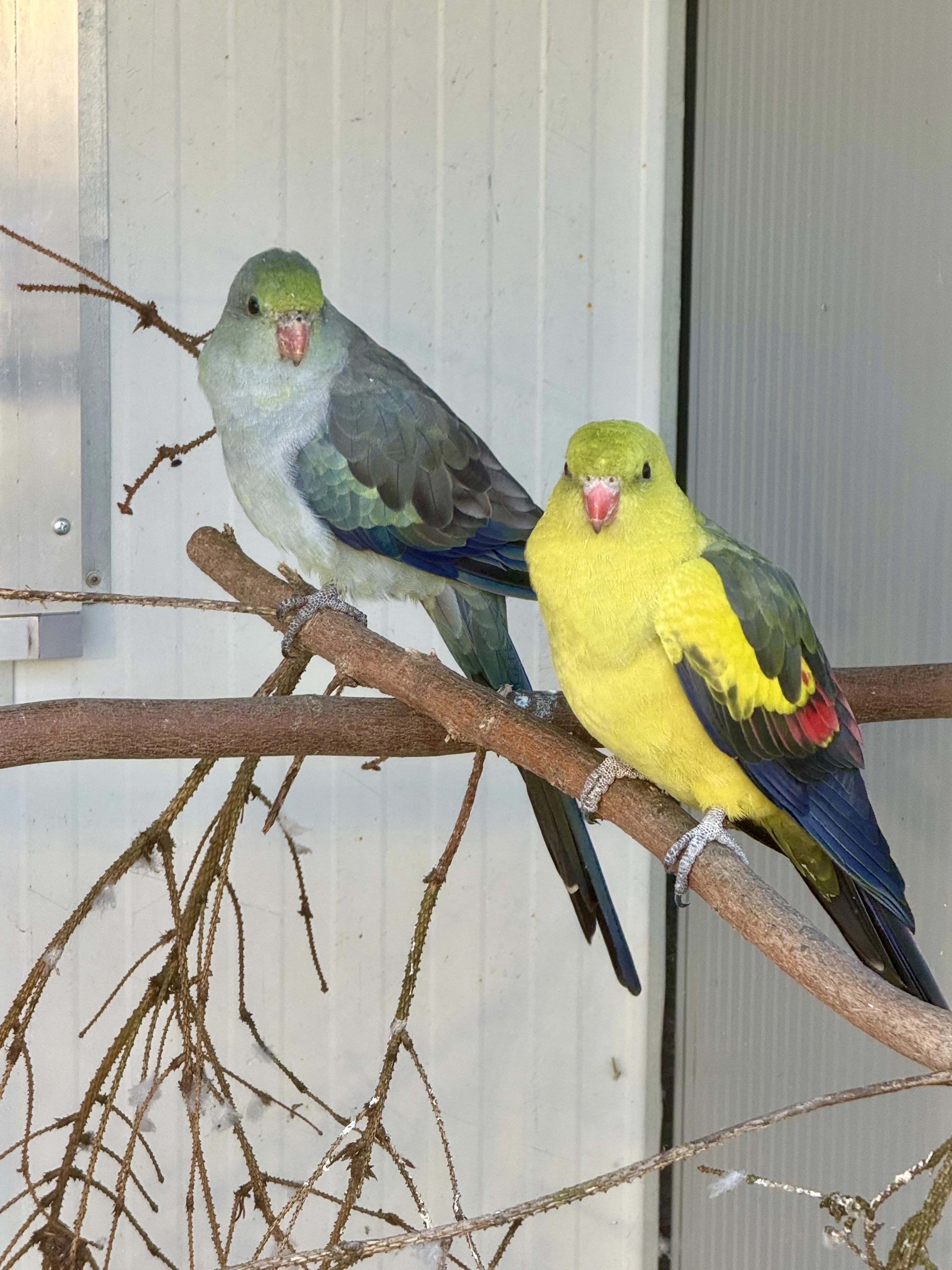 Prodám  1.1 Papoušek horský modry