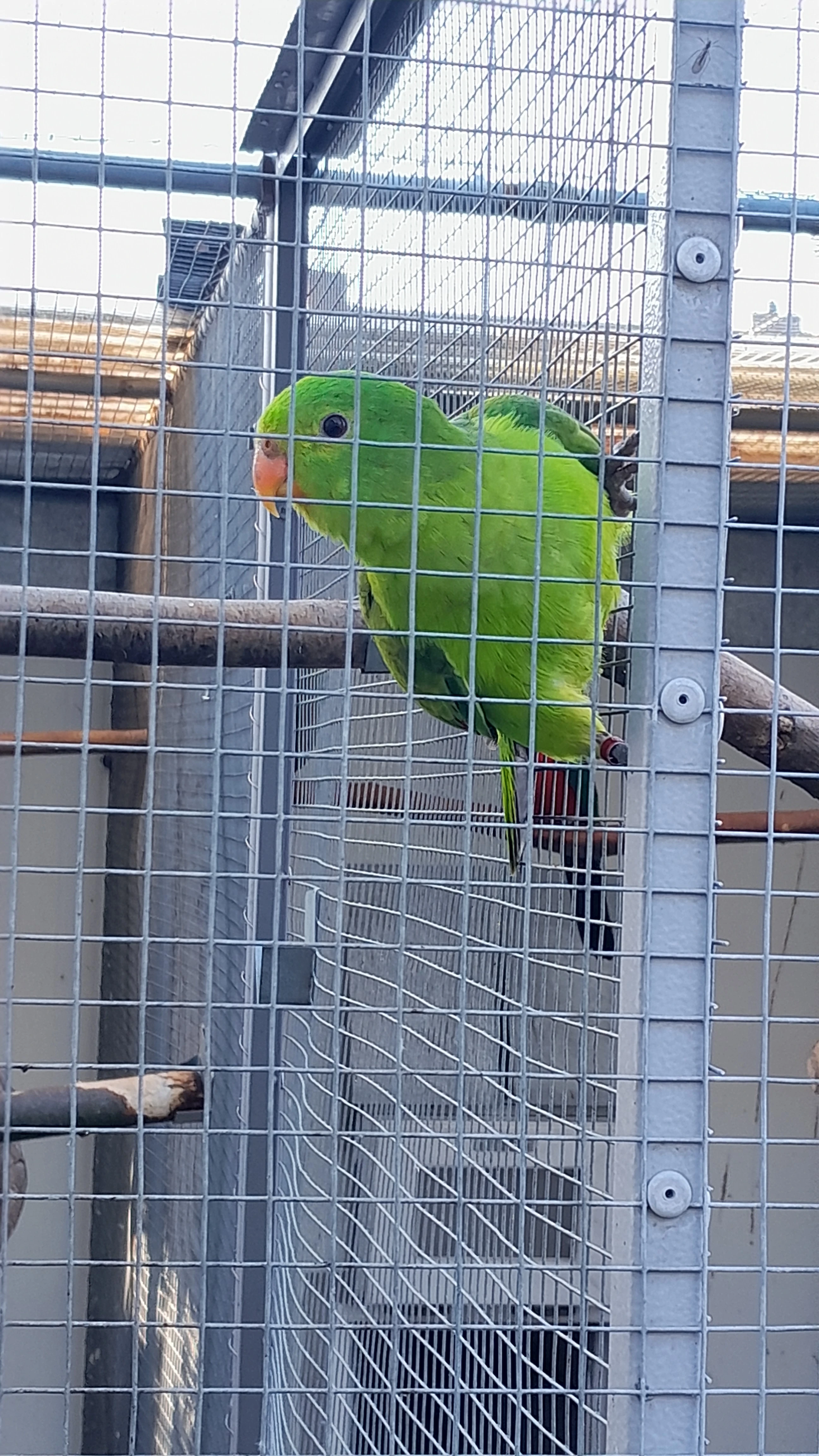 Prodám papoška červenokřídlého