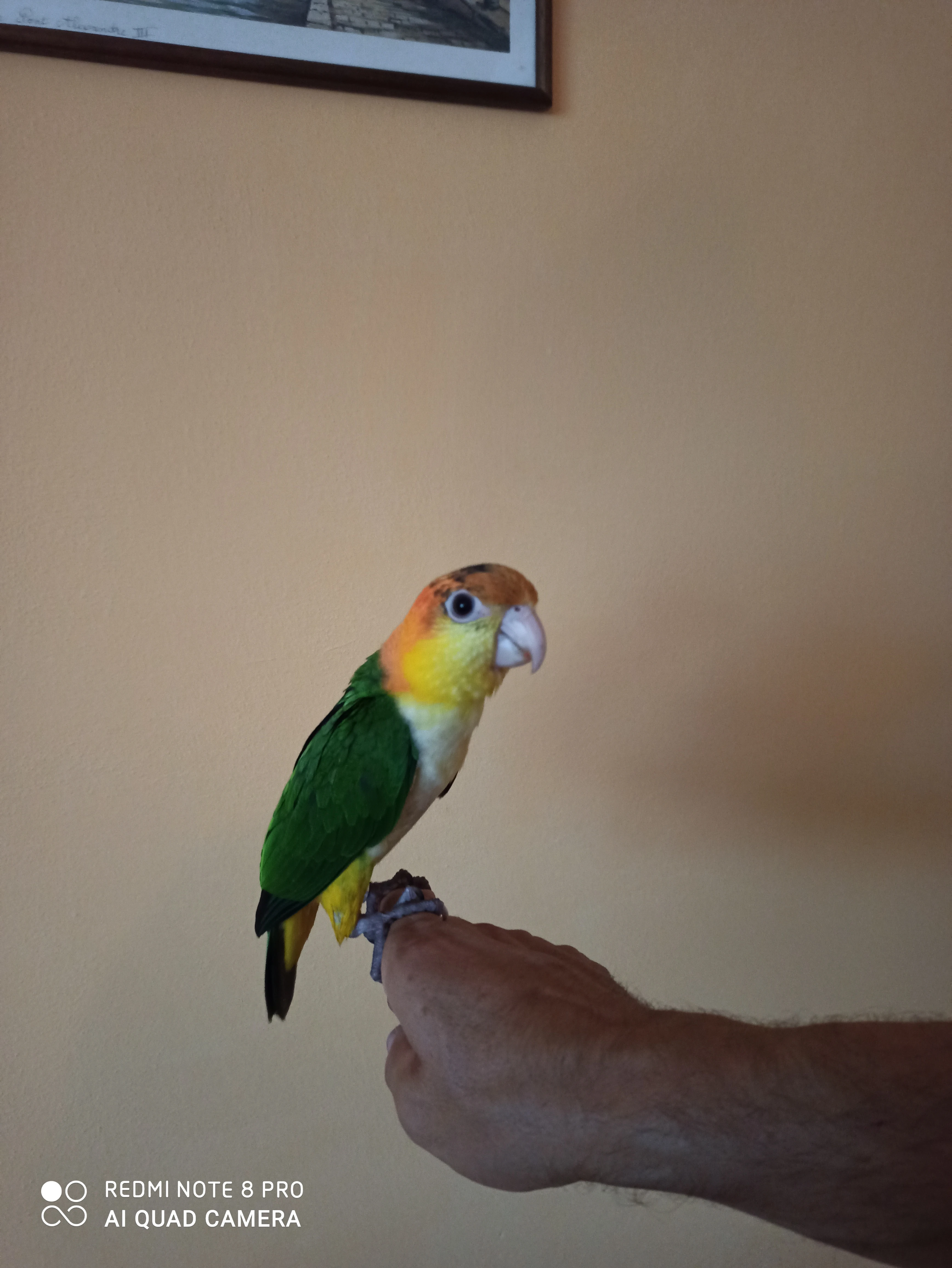 Ručně dokrmený amazonek bělobřichý