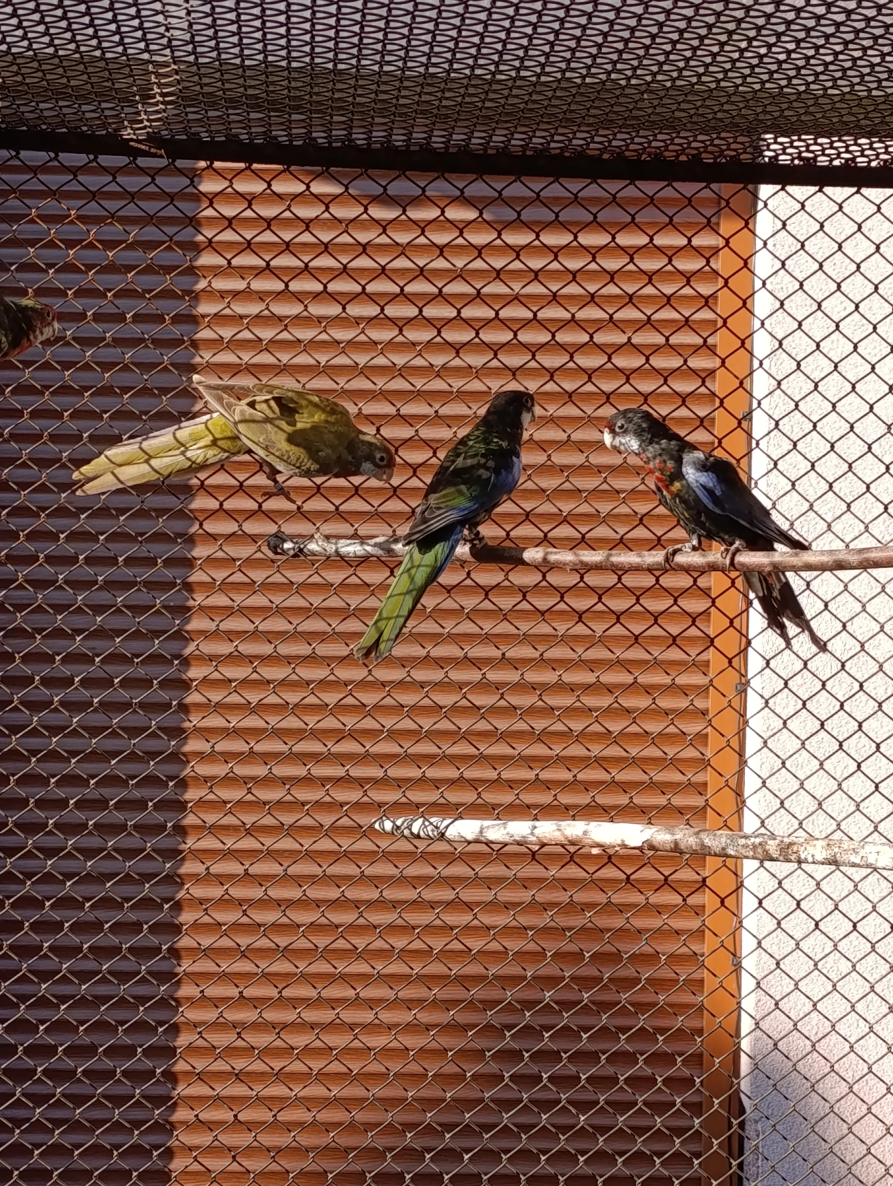 Rosela pestrá černá