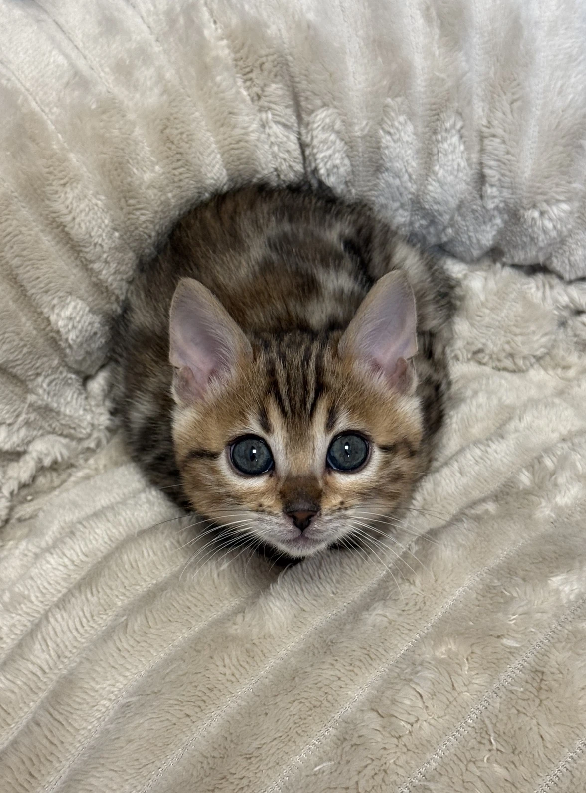 Bengálská kočička s PP