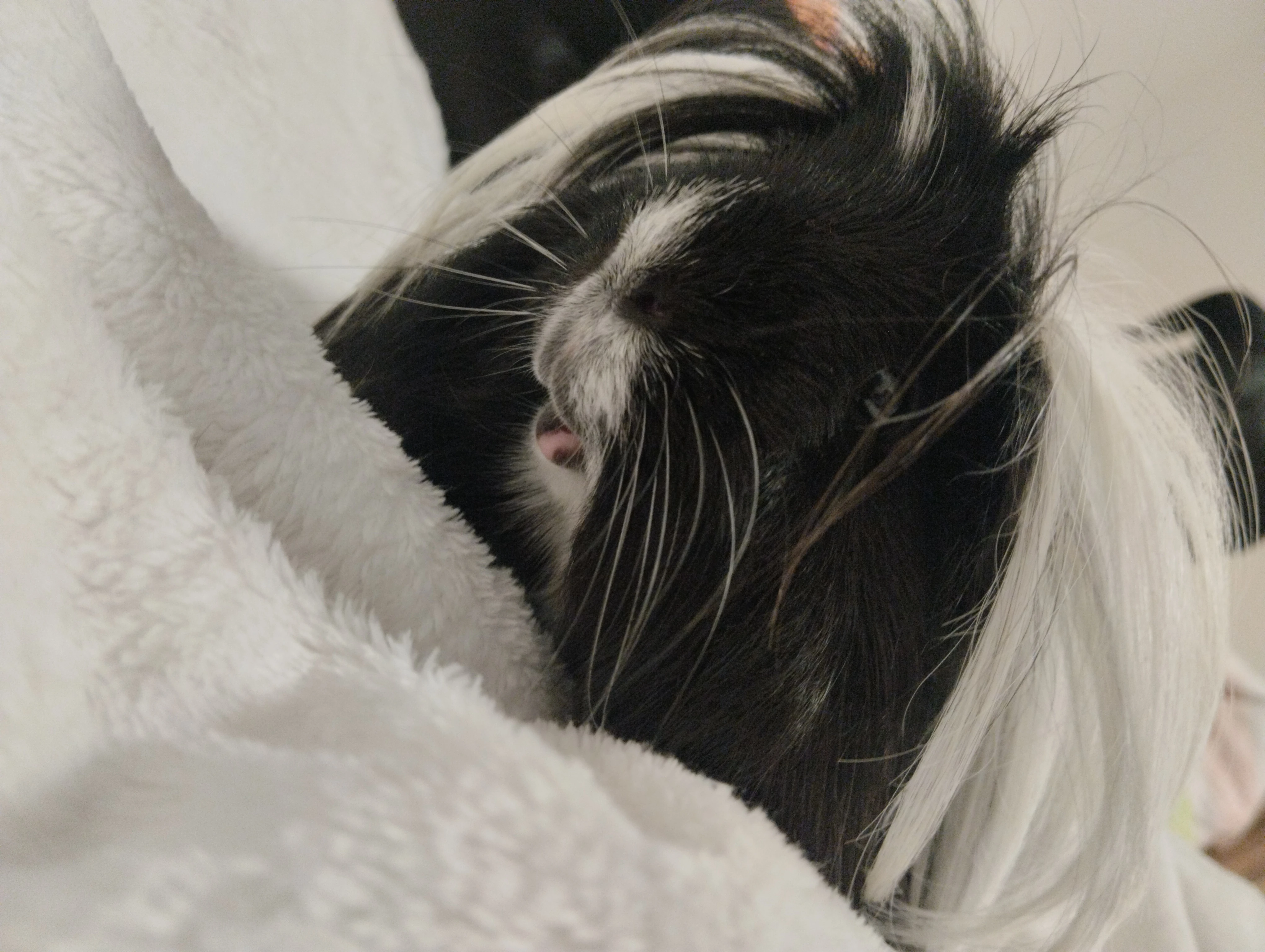 Prodám peruánského samečka