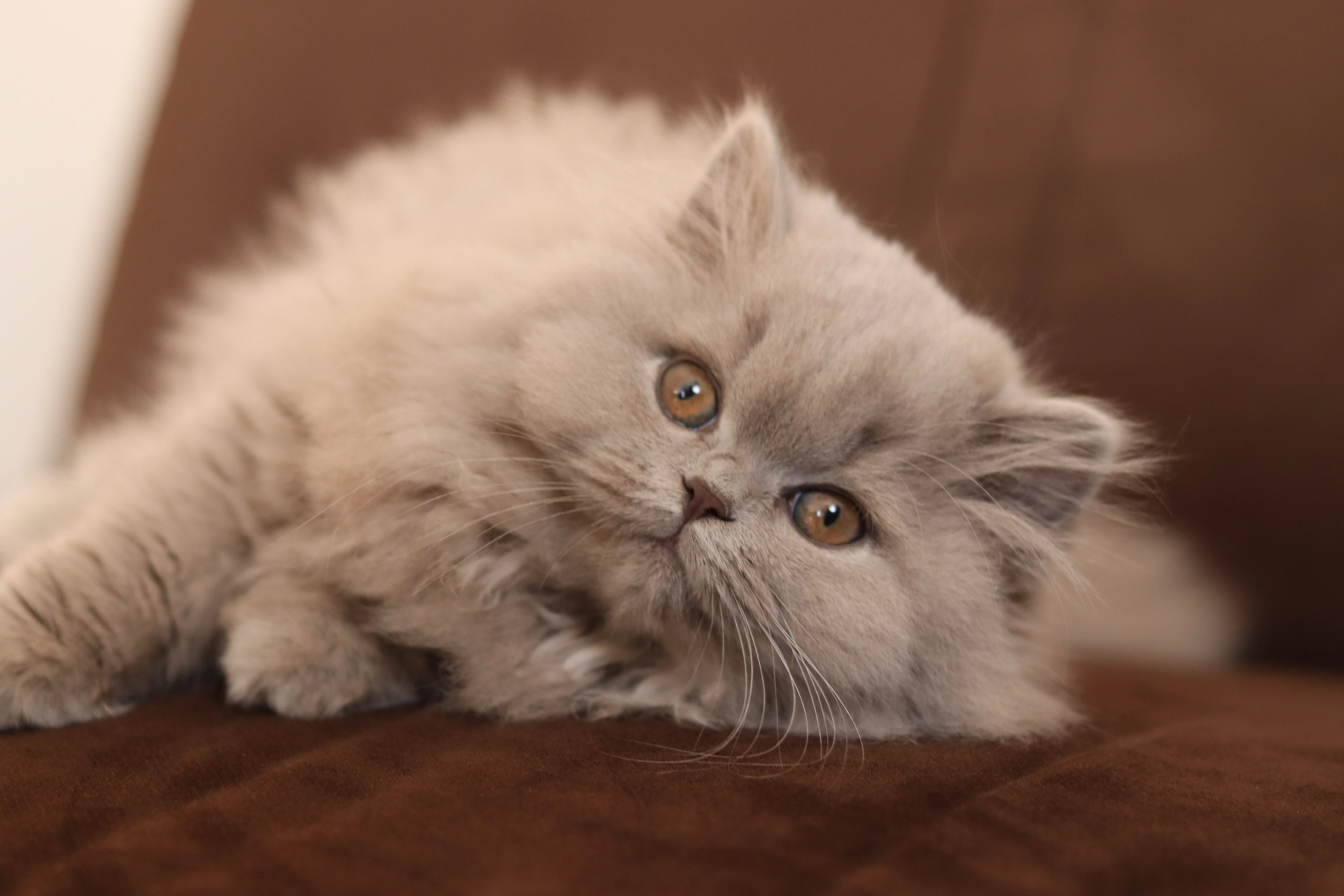 Britská koťátka s PP