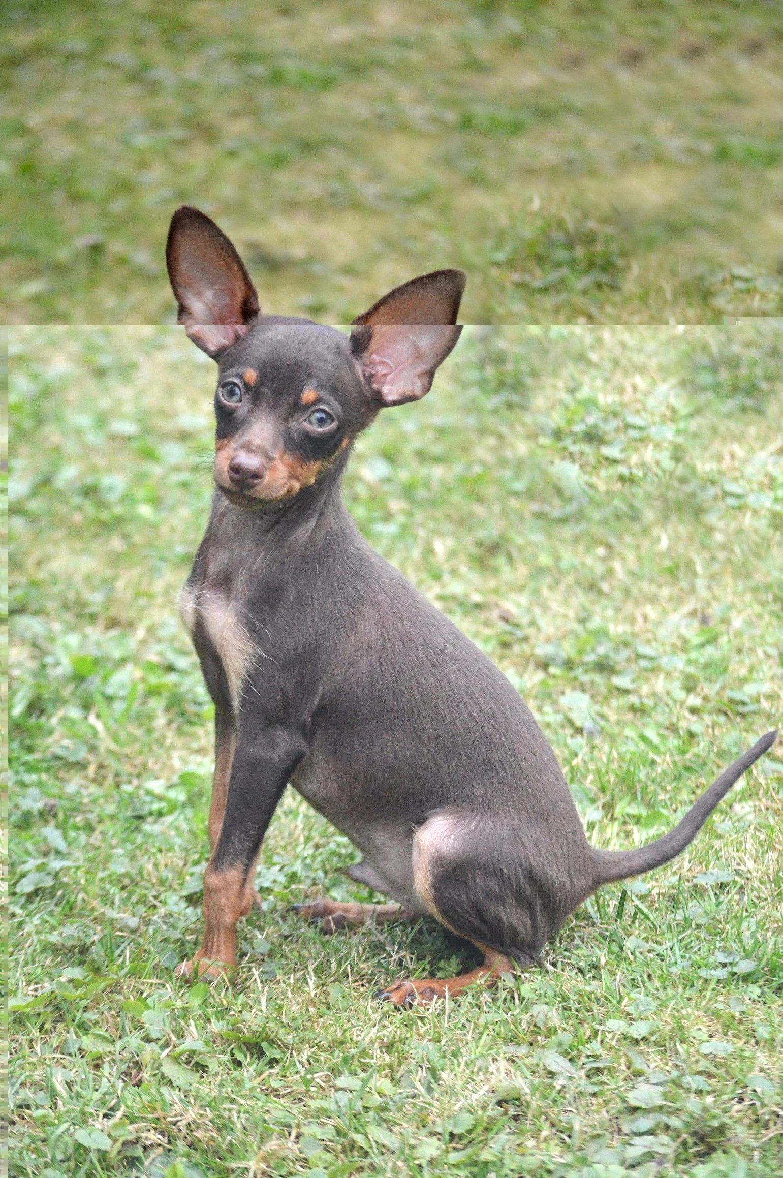 Pražský krysařík s PP FCI