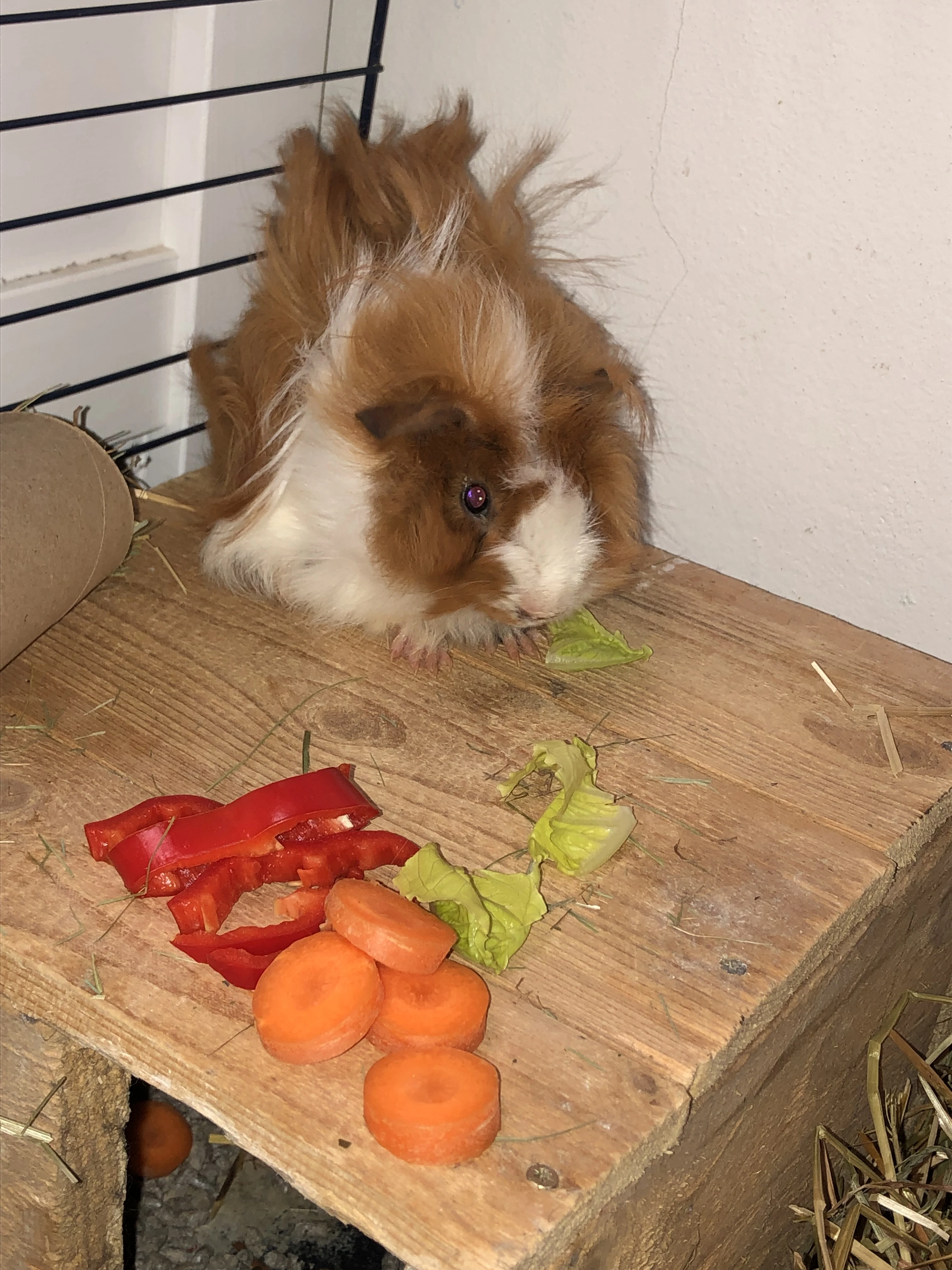 Prodám malého morčecího samečka