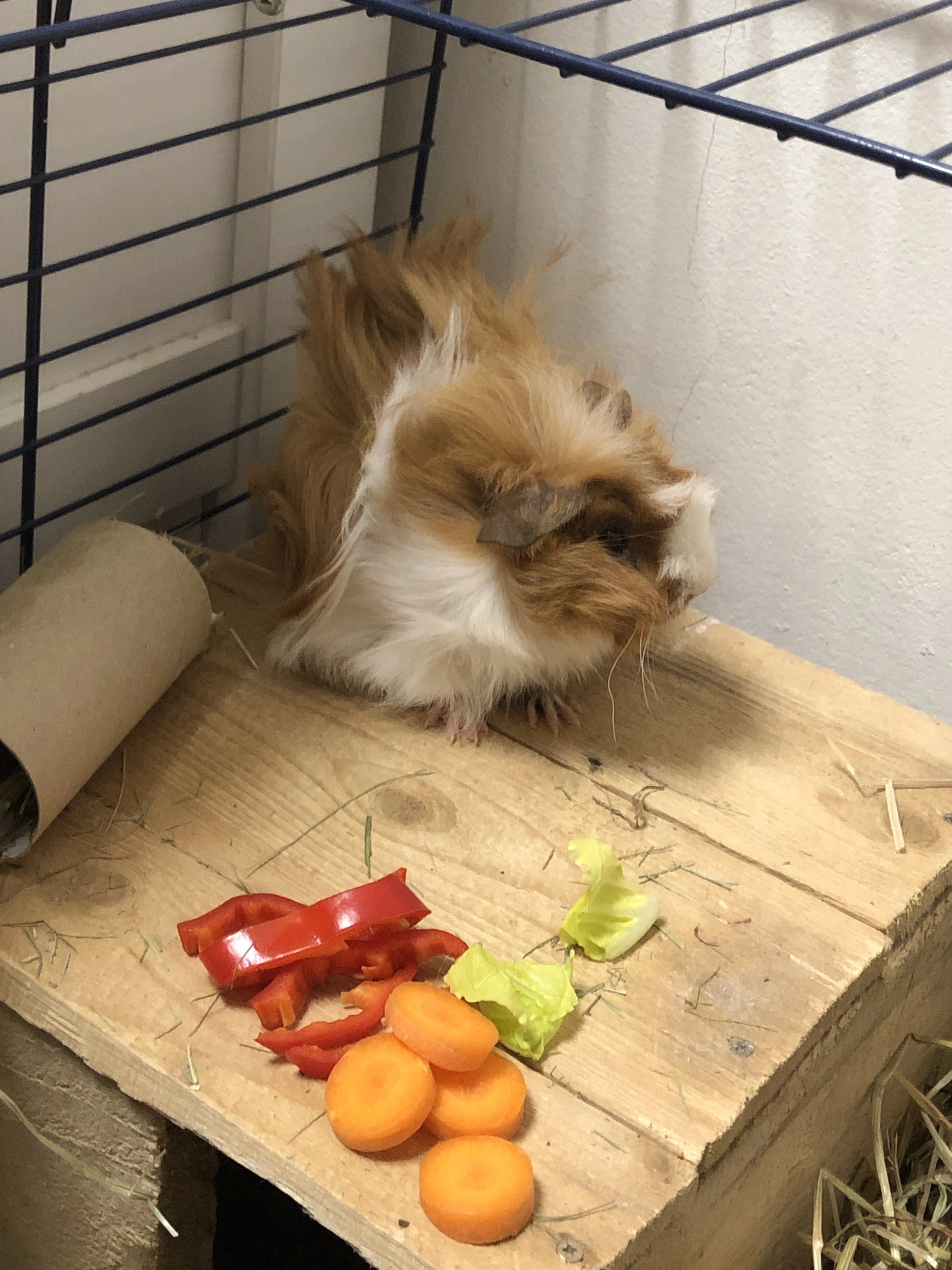 Prodám malého morčecího samečka