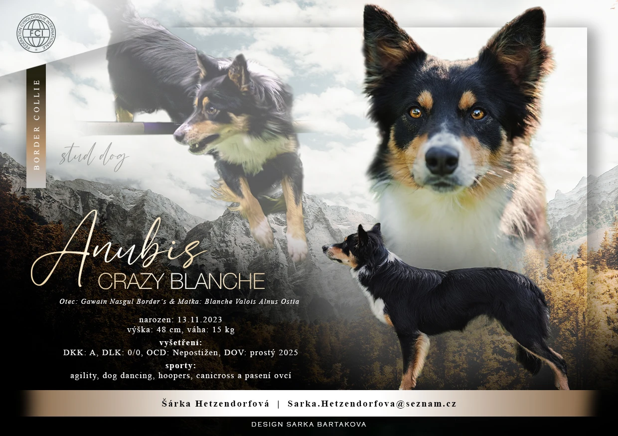 Krytí chovným psem