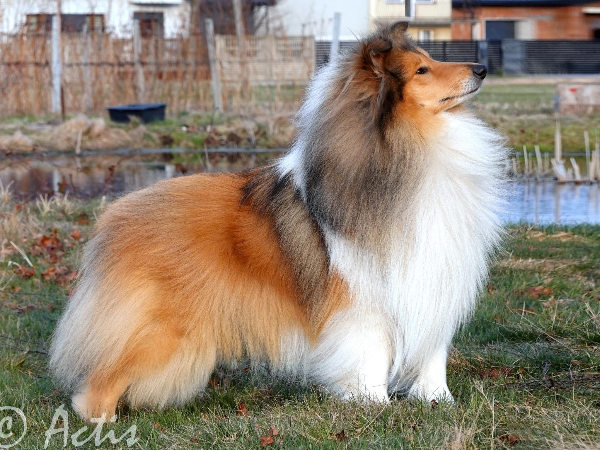 Prodám Kolii dlouhosrstou štěňata s PP